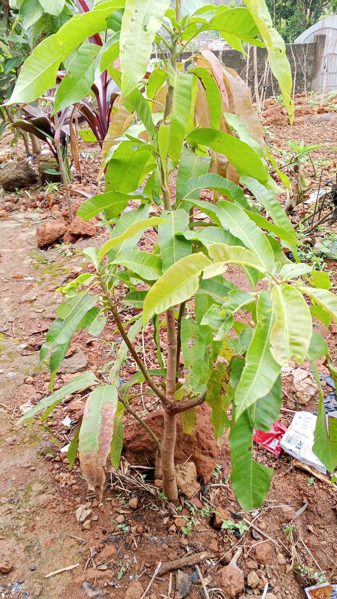 tree