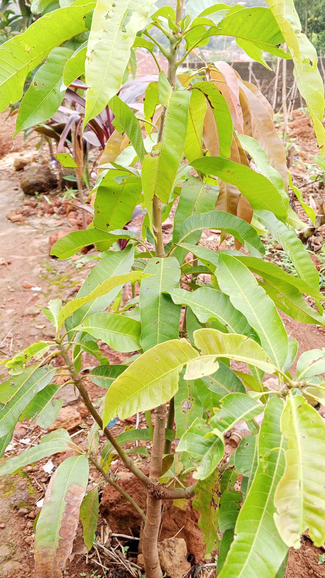 tree
