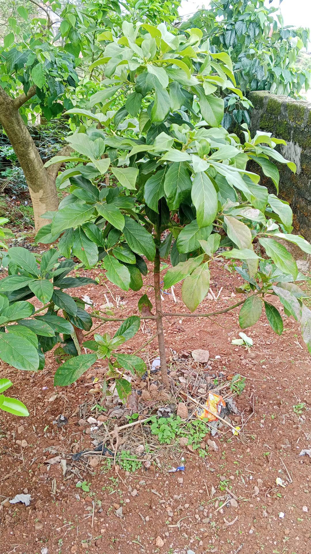 tree
