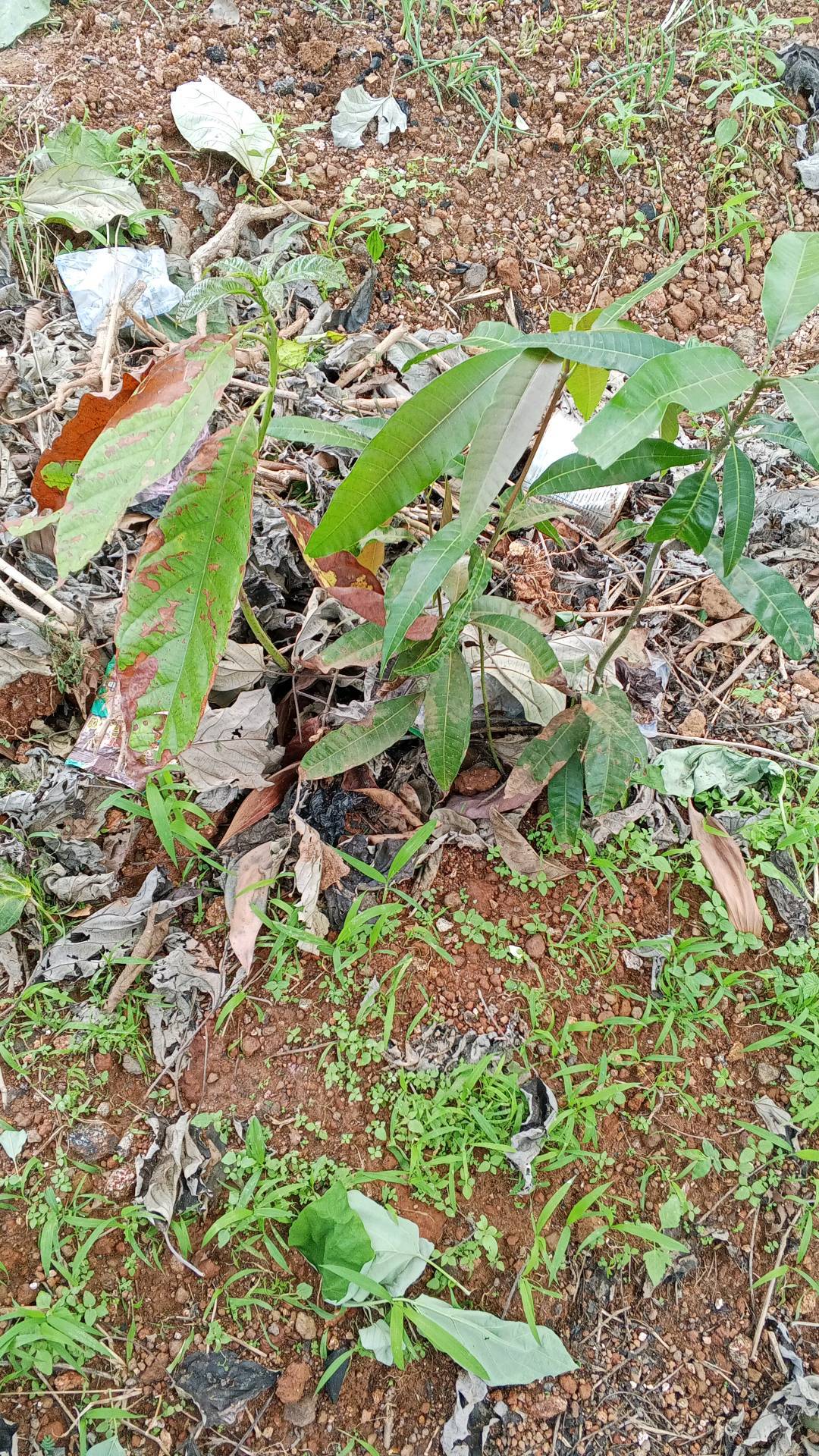 tree