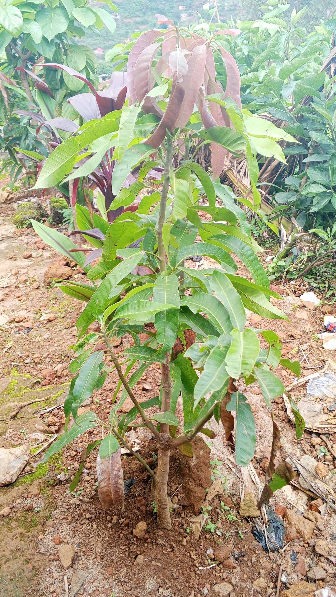 tree