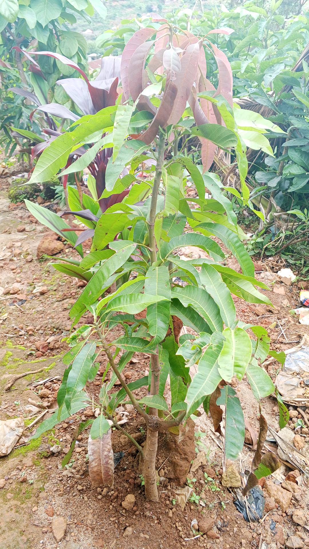 tree
