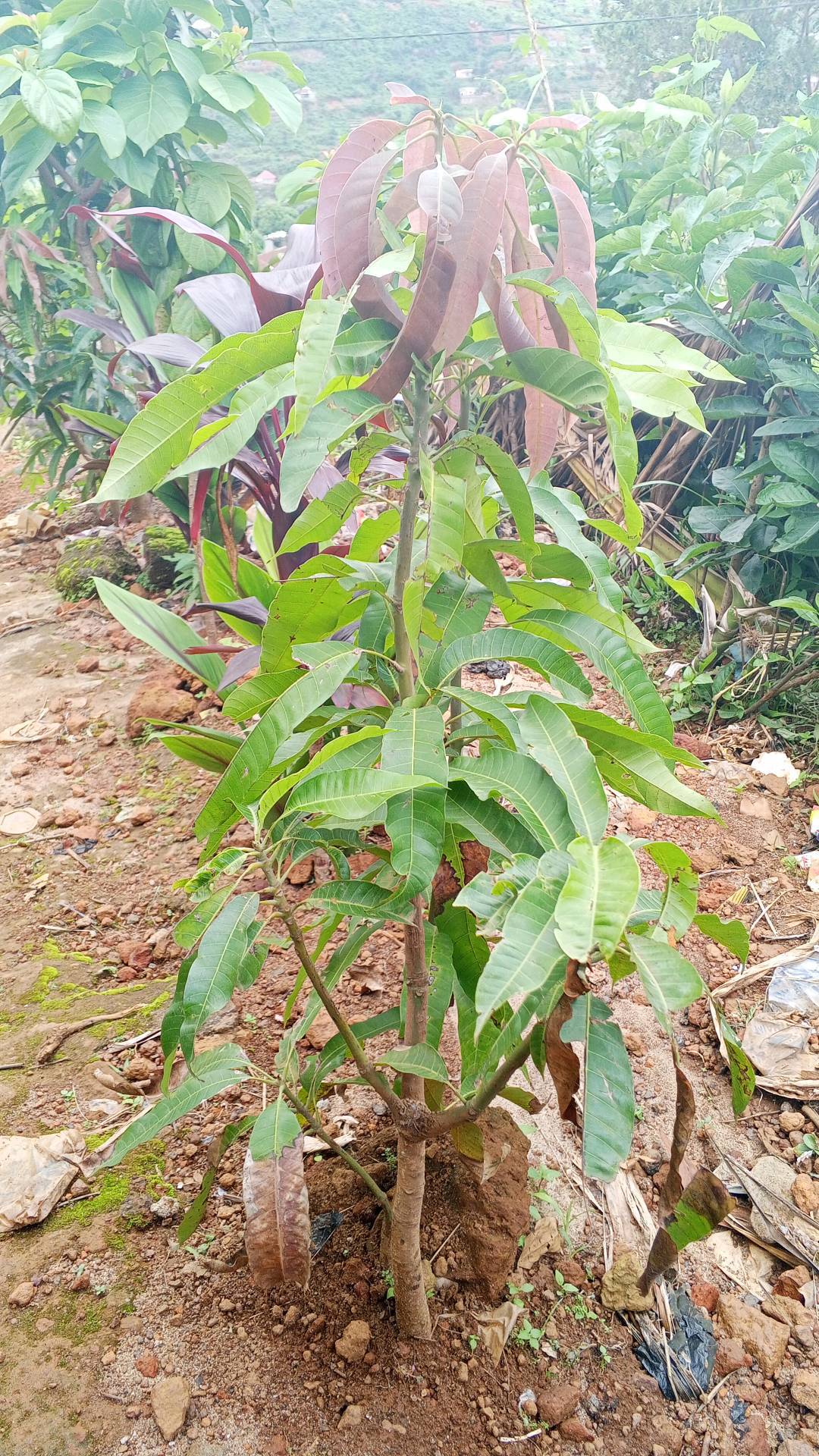 tree