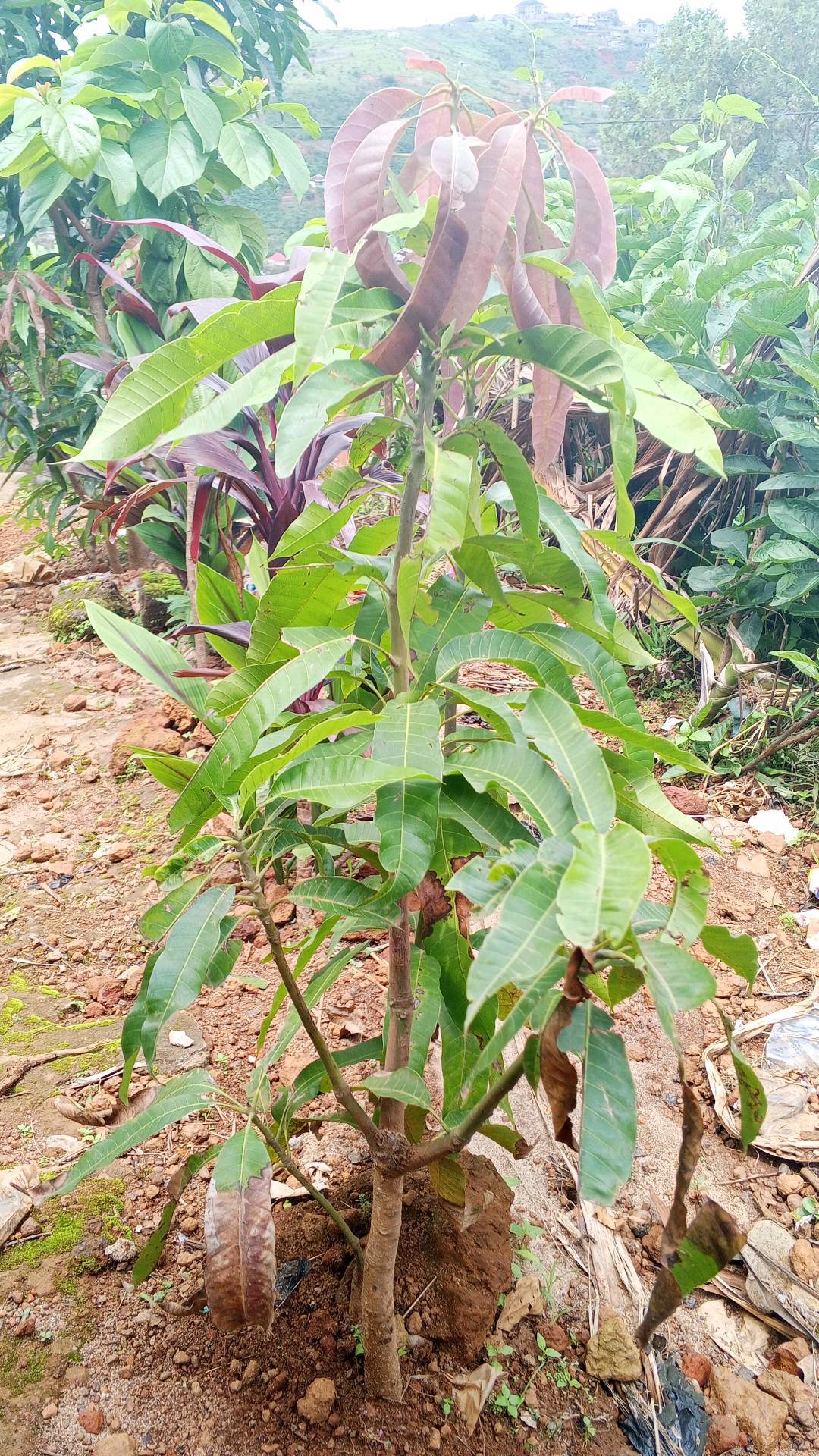 tree