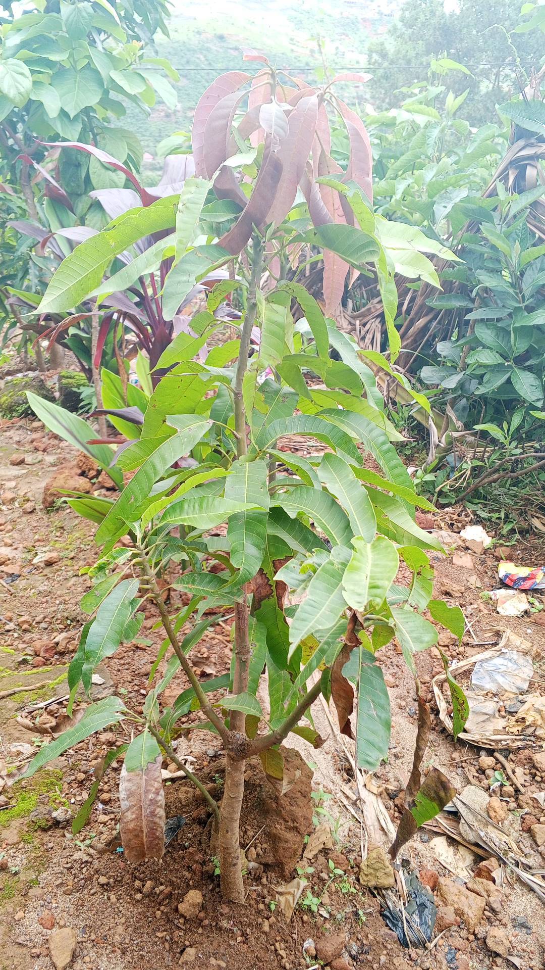 tree