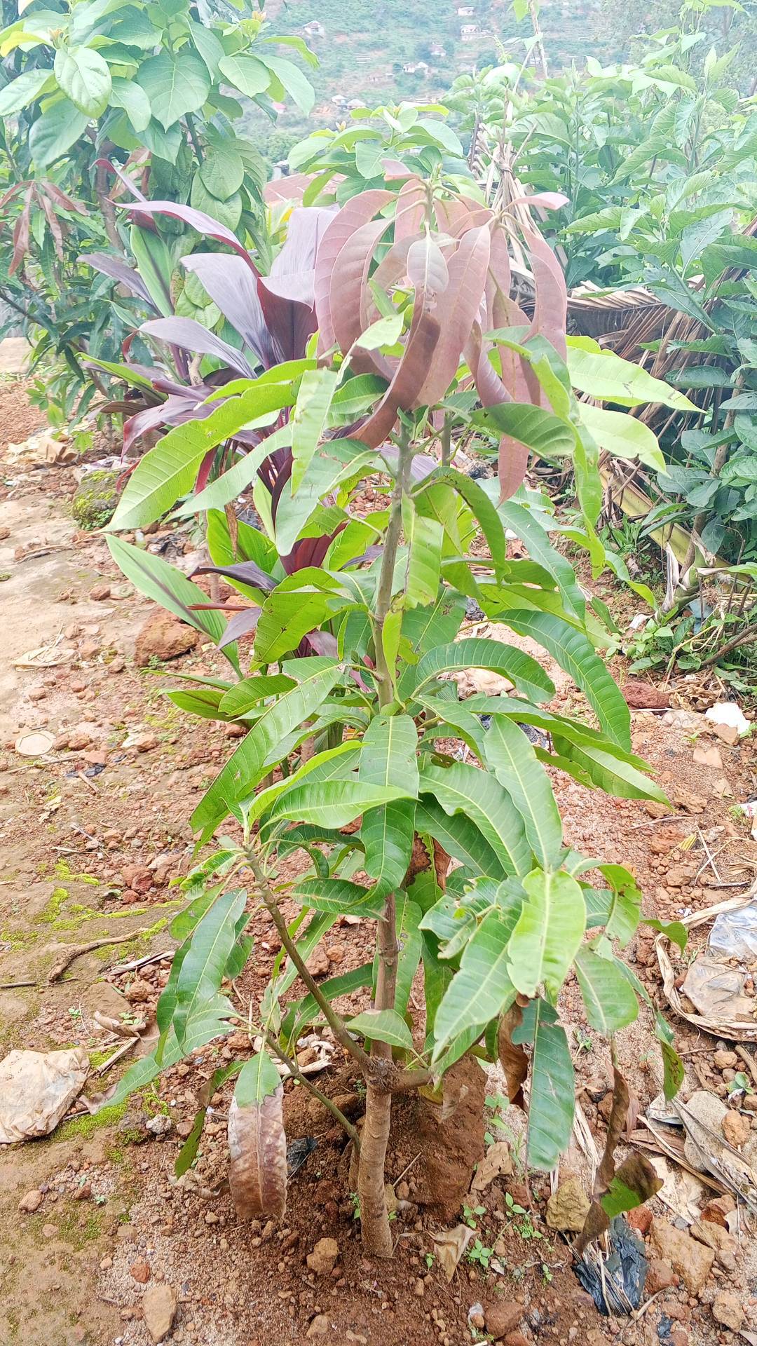 tree