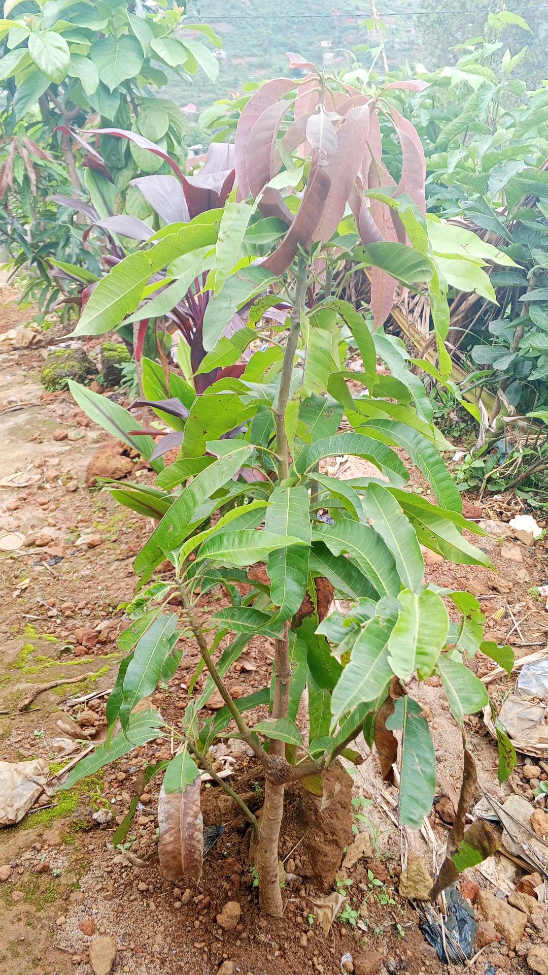 tree