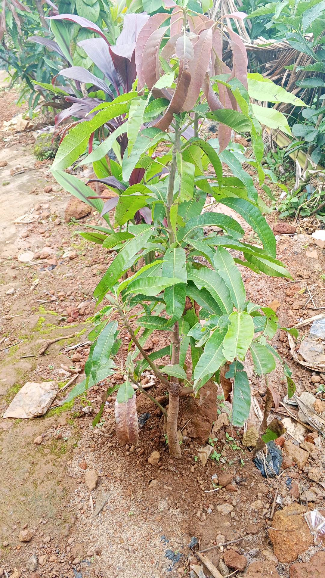 tree