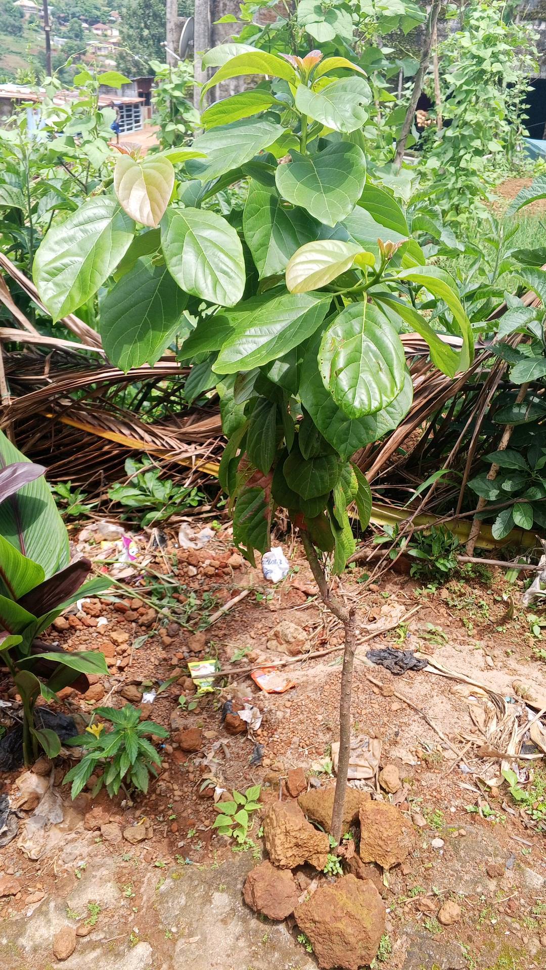 tree