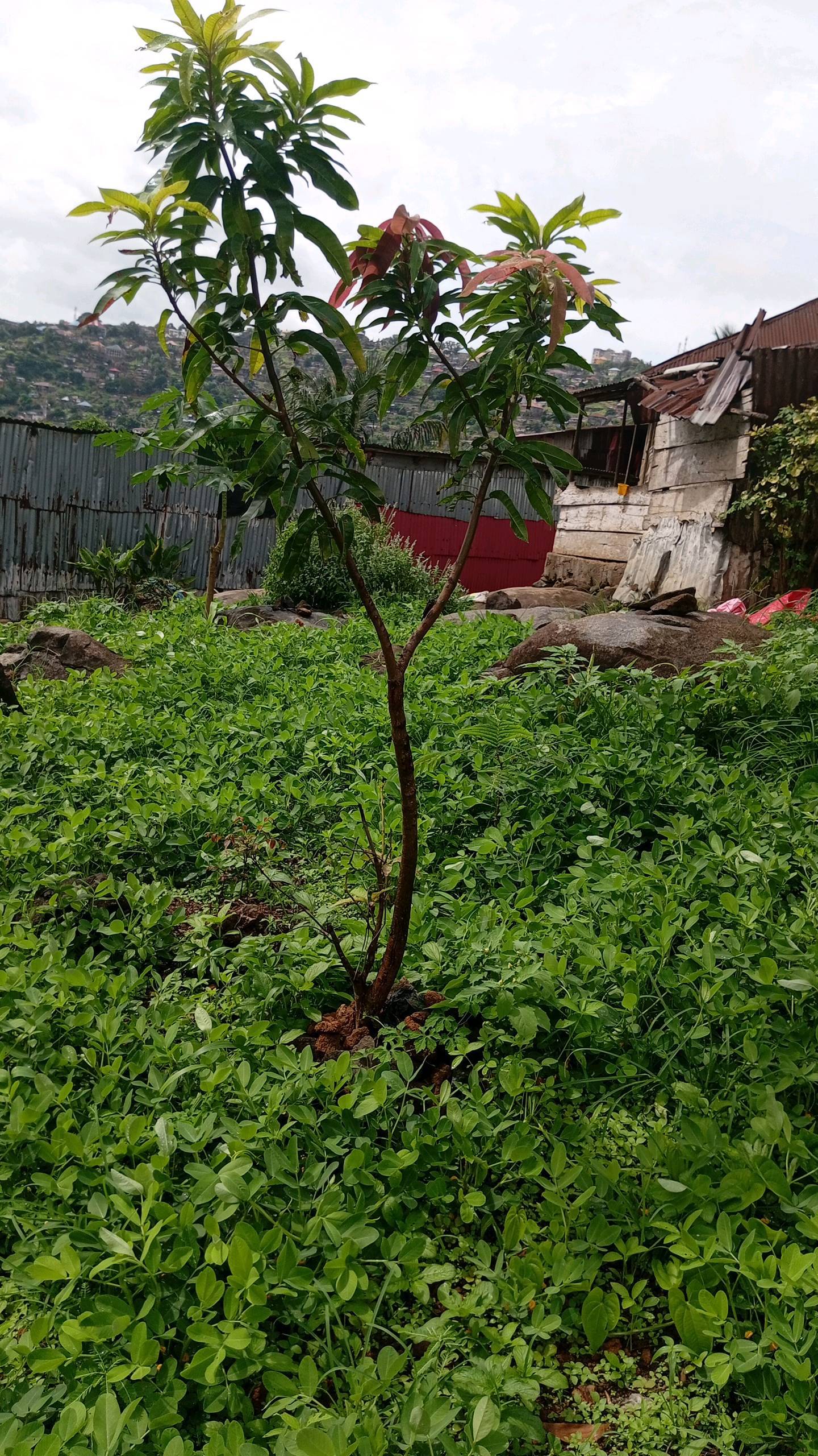 tree