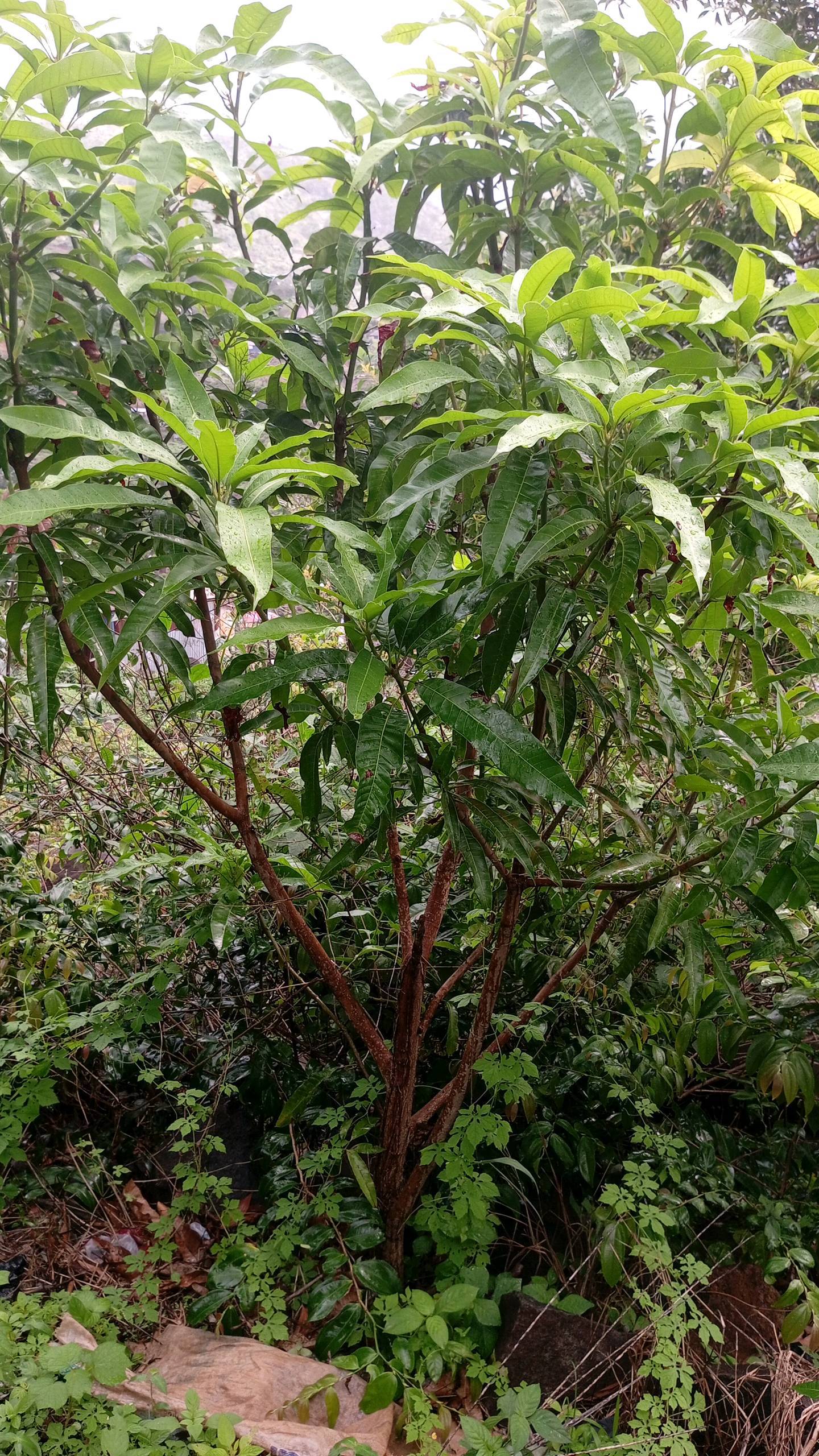 tree