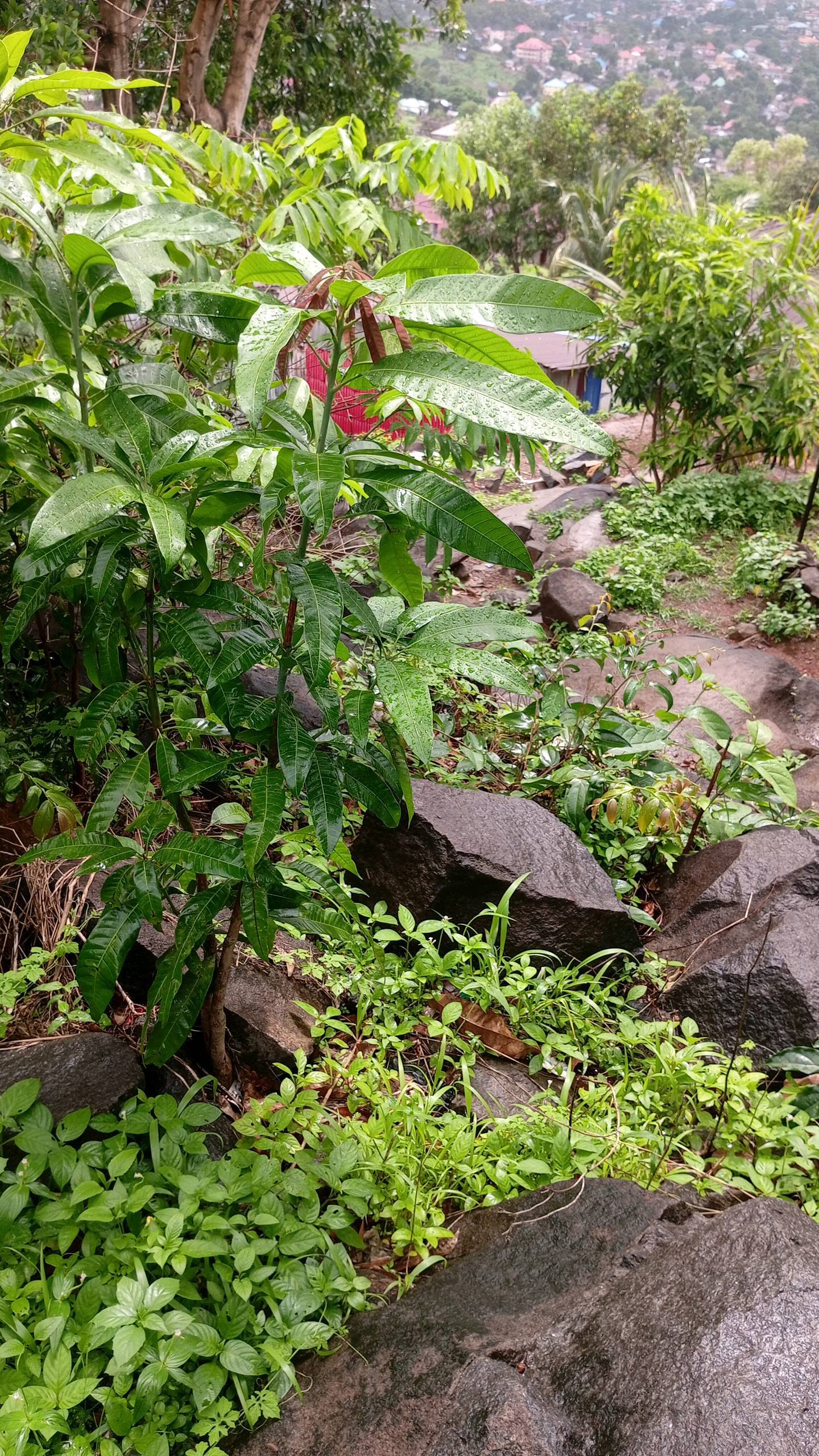 tree