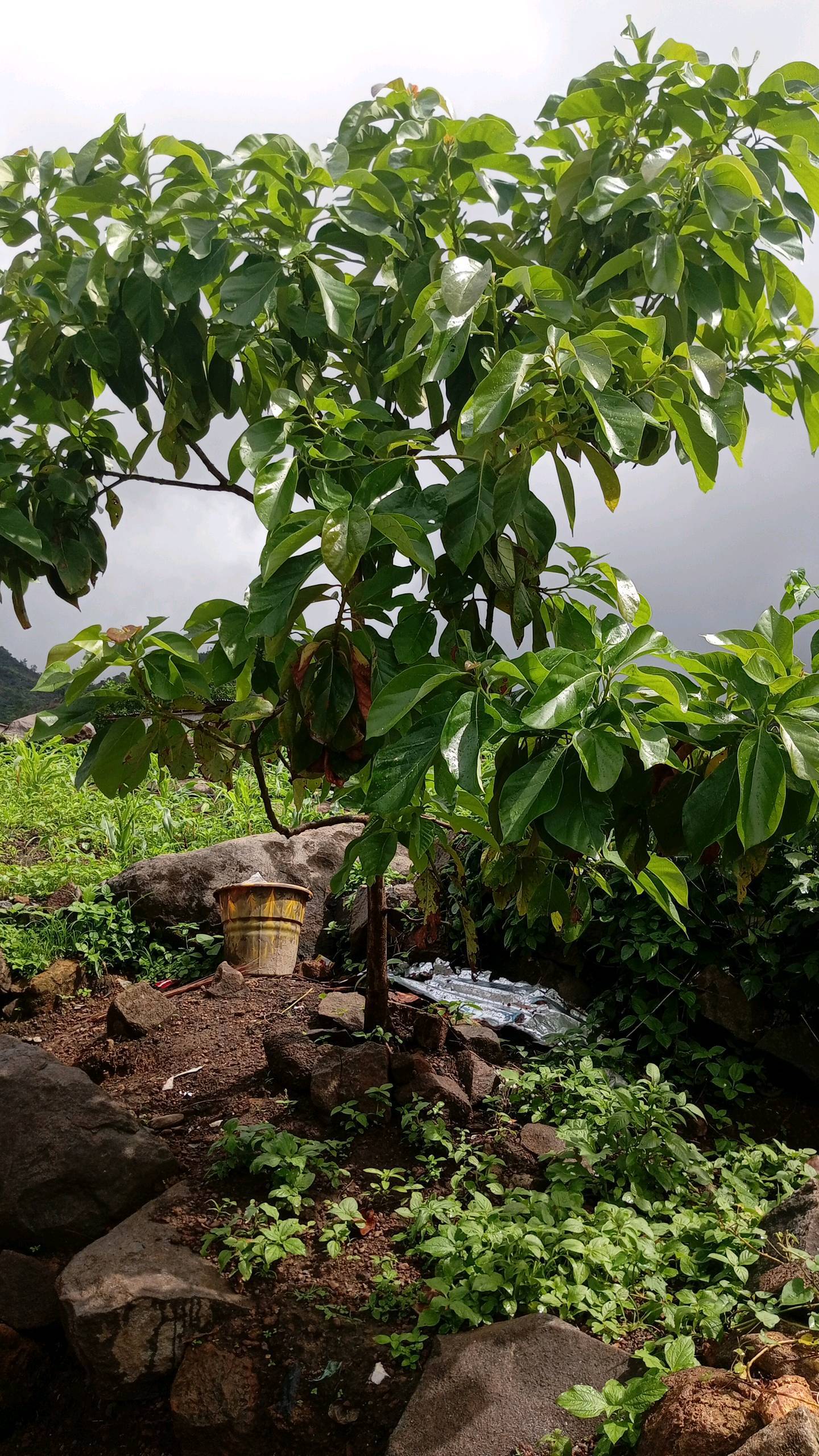 tree