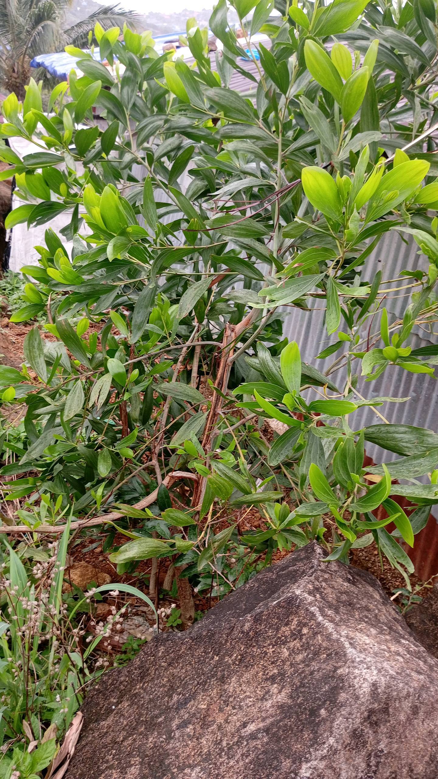 tree