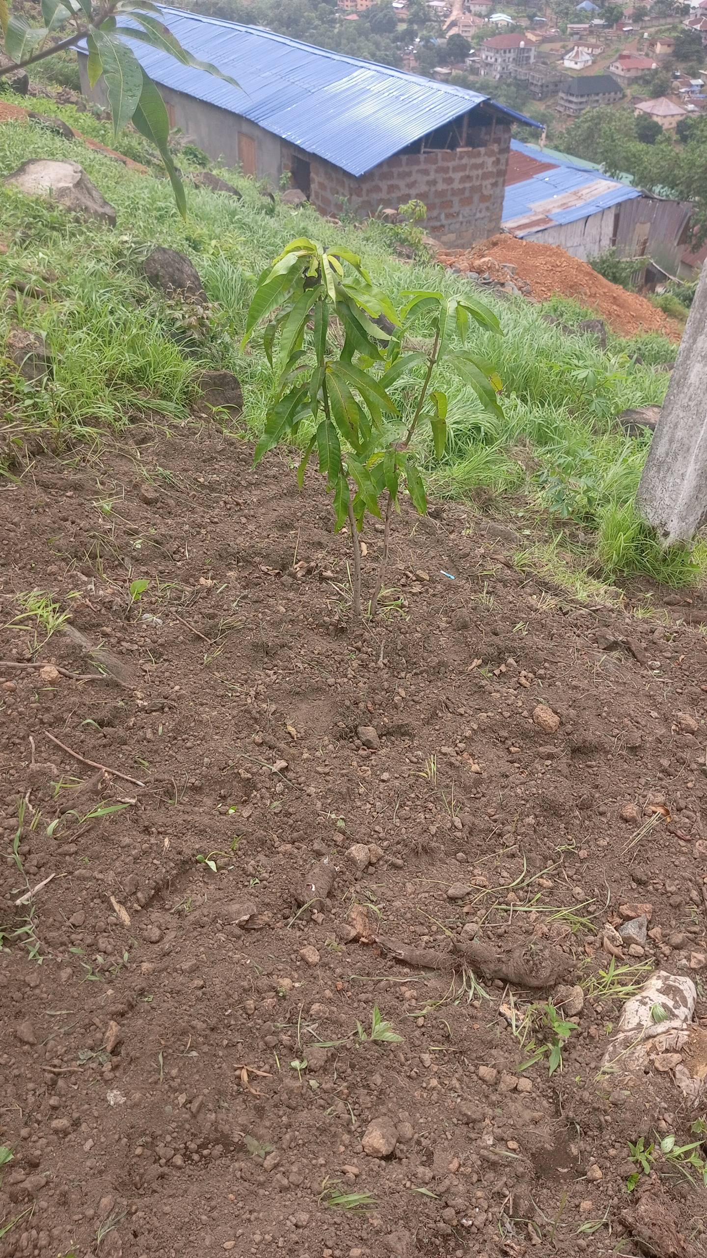 tree