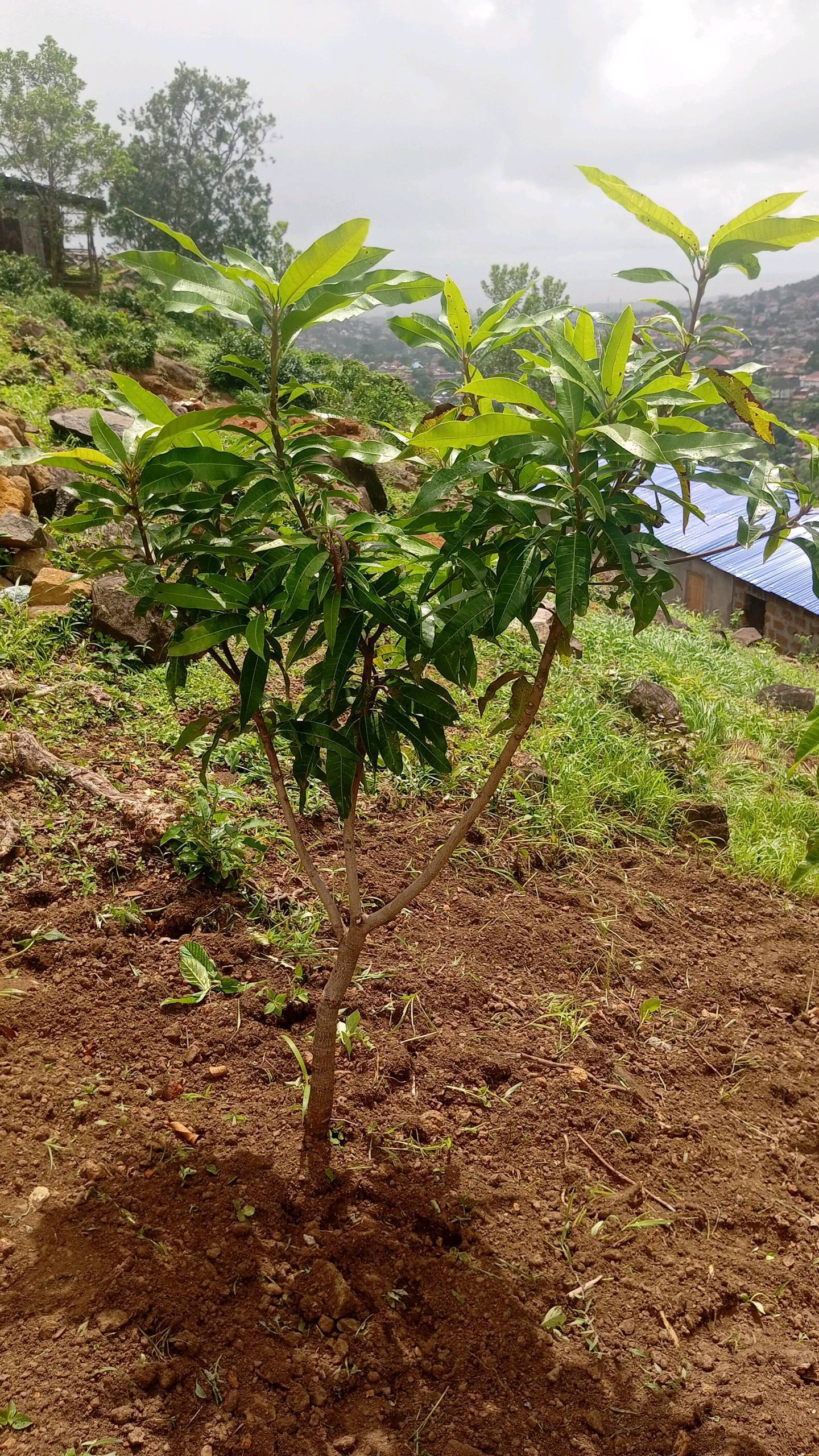 tree