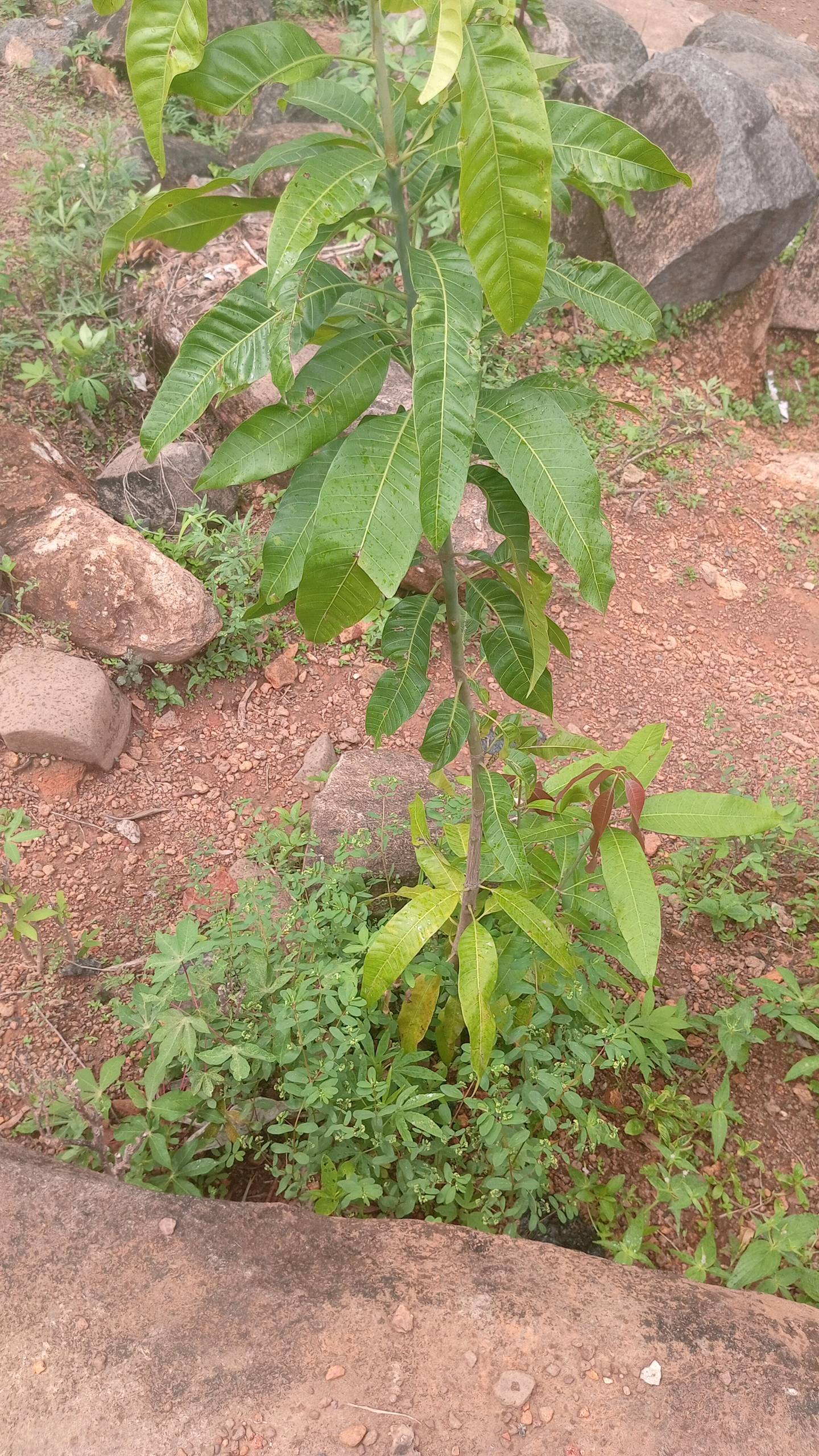 tree
