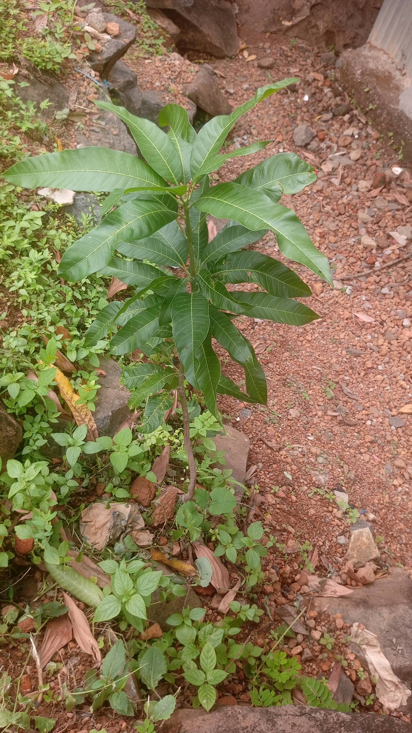 tree