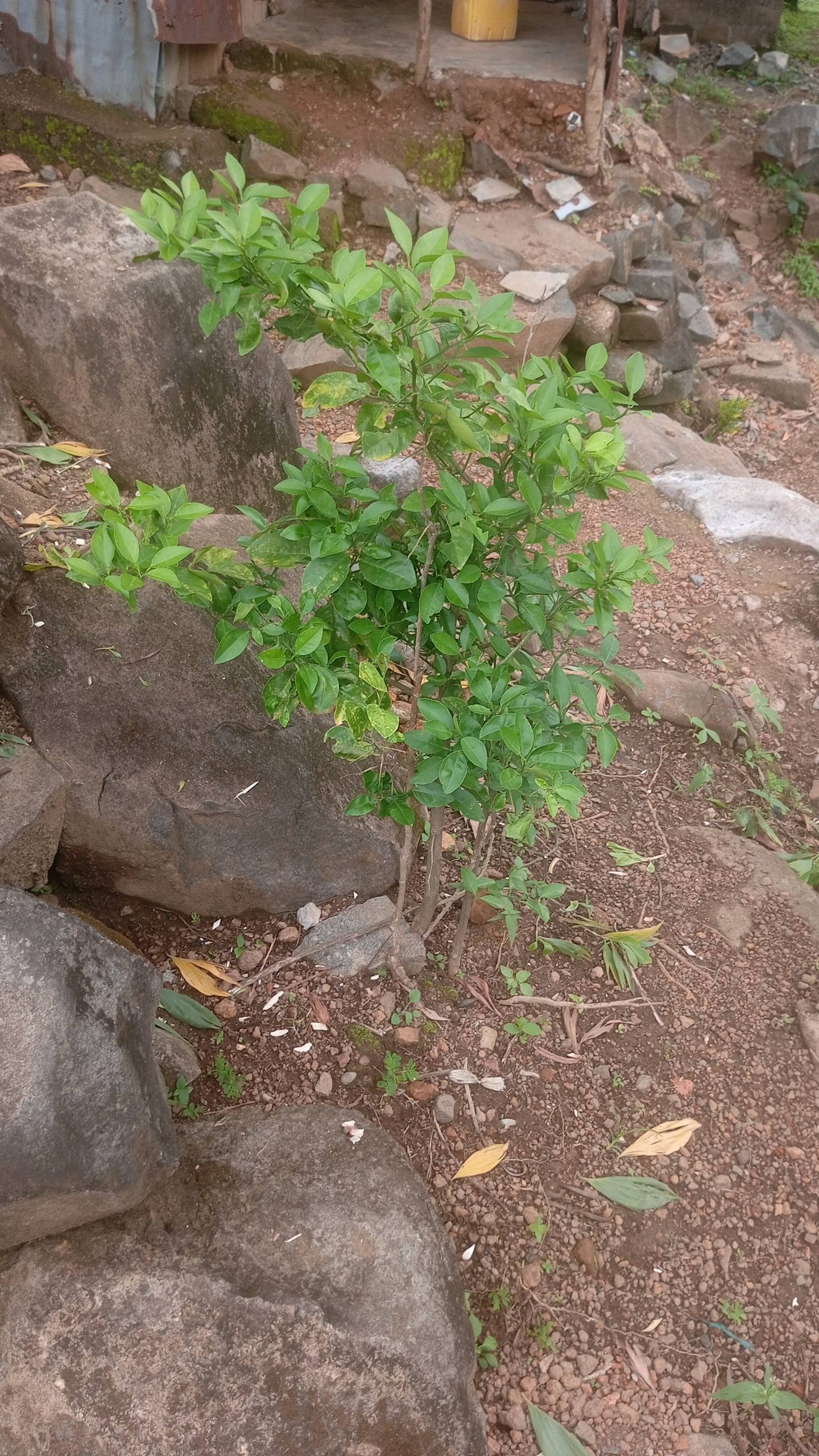 tree
