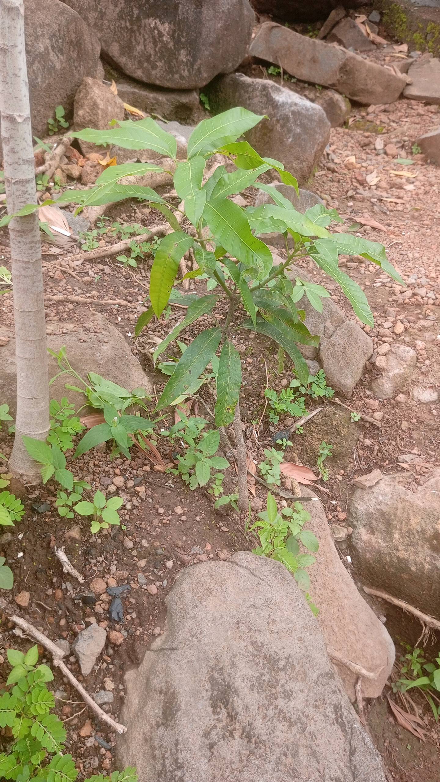 tree