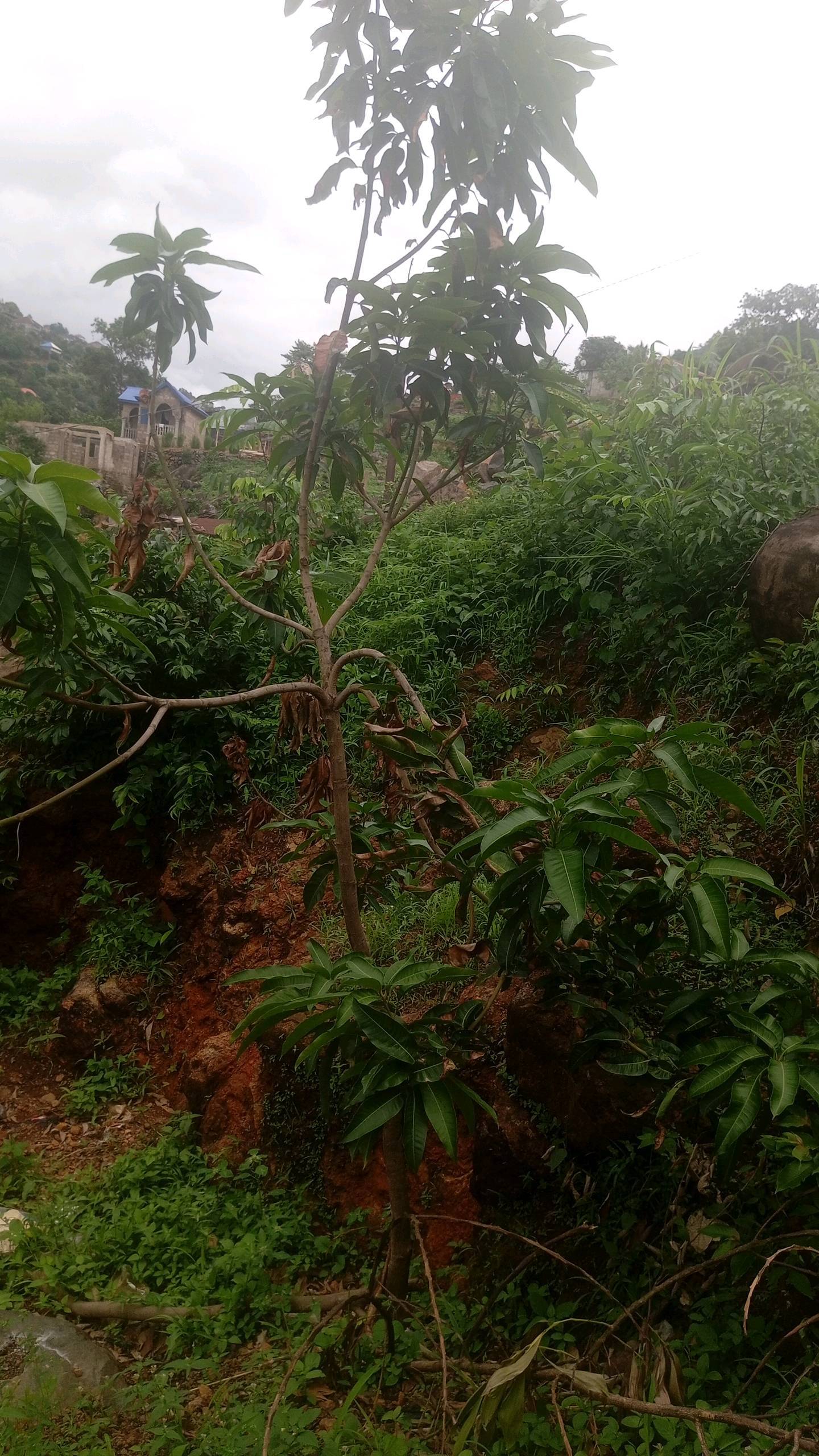 tree