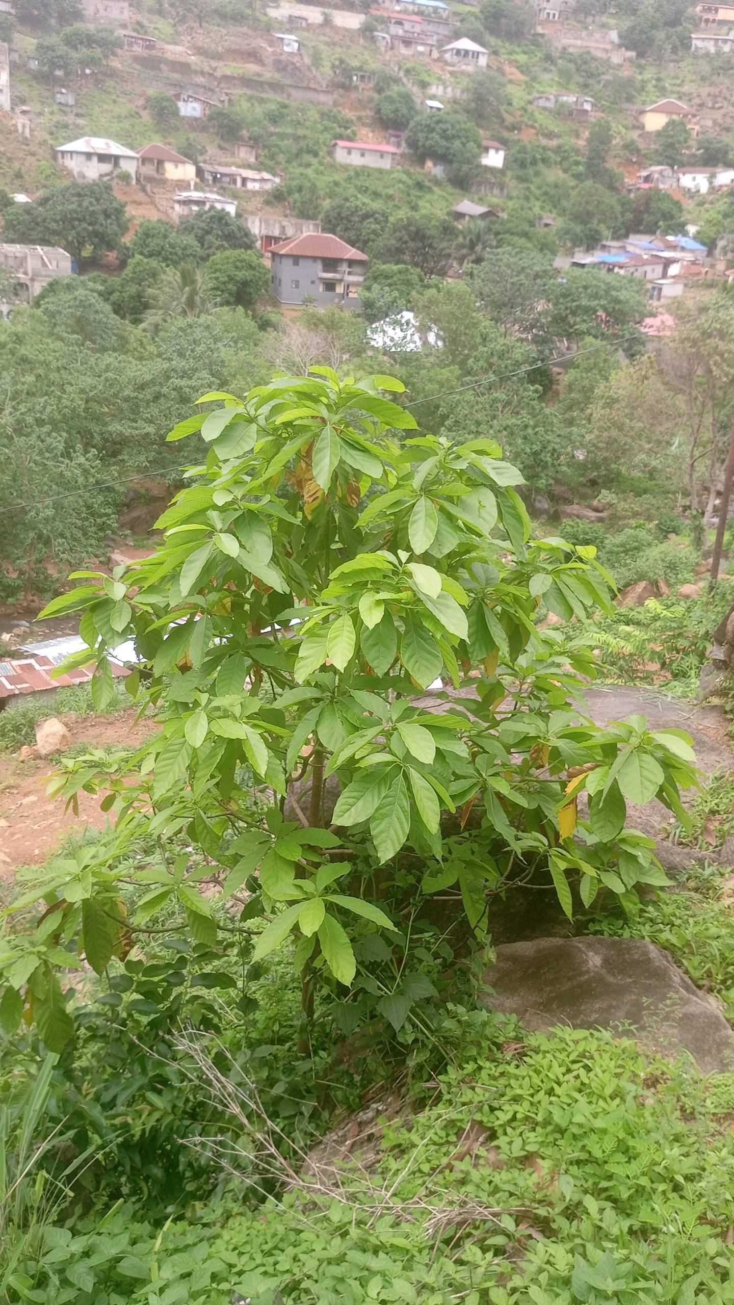 tree