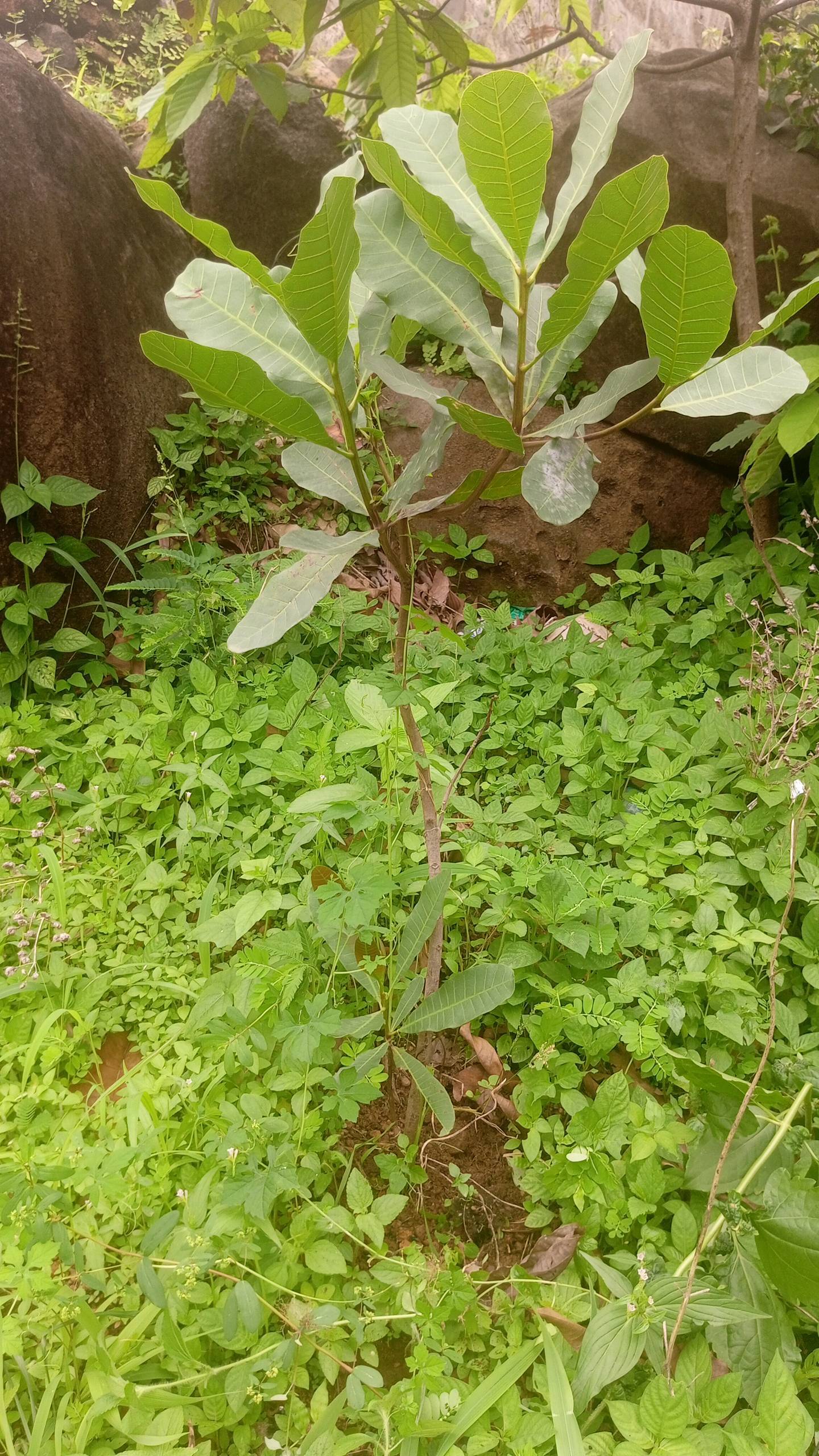 tree