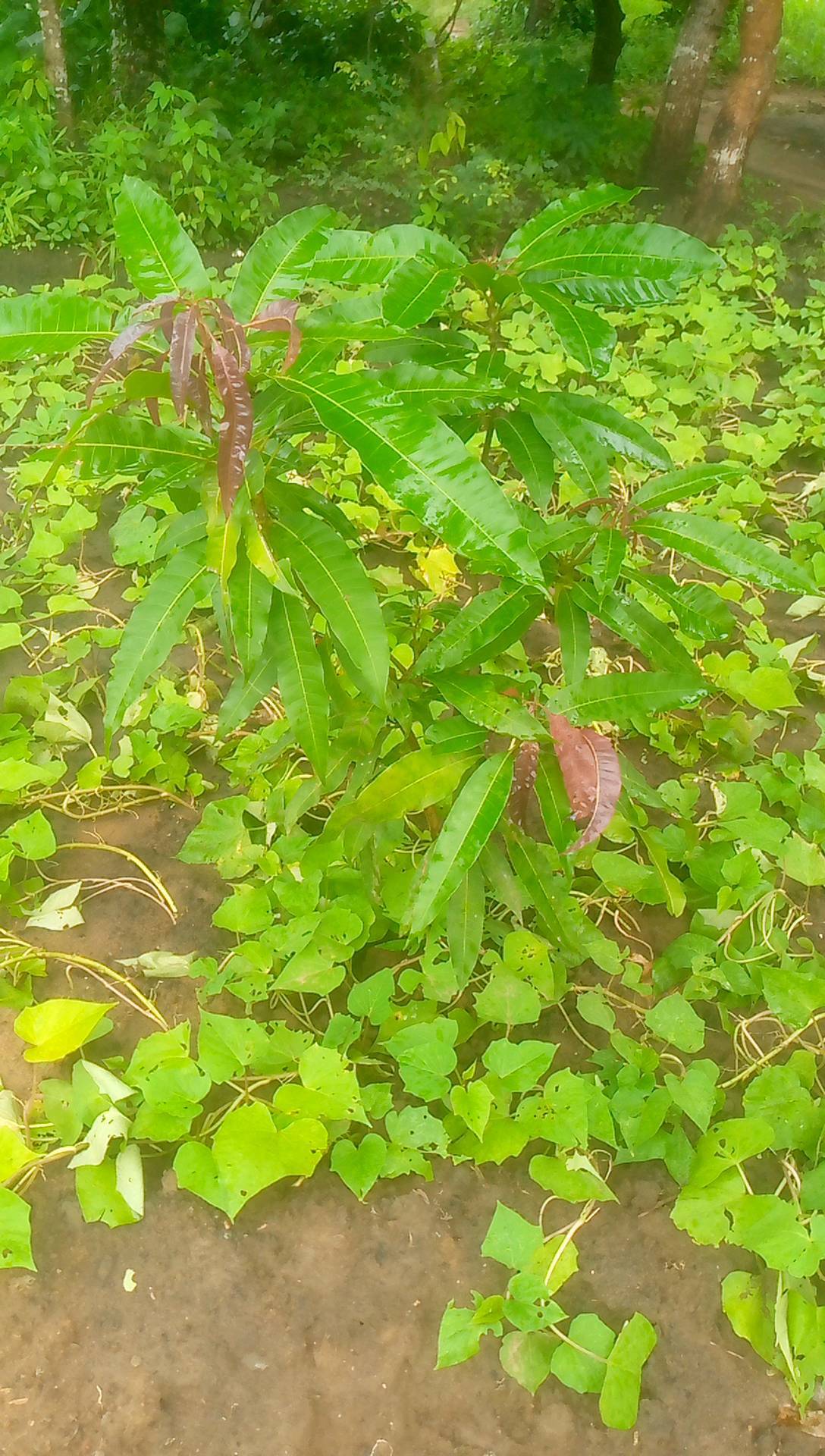 tree