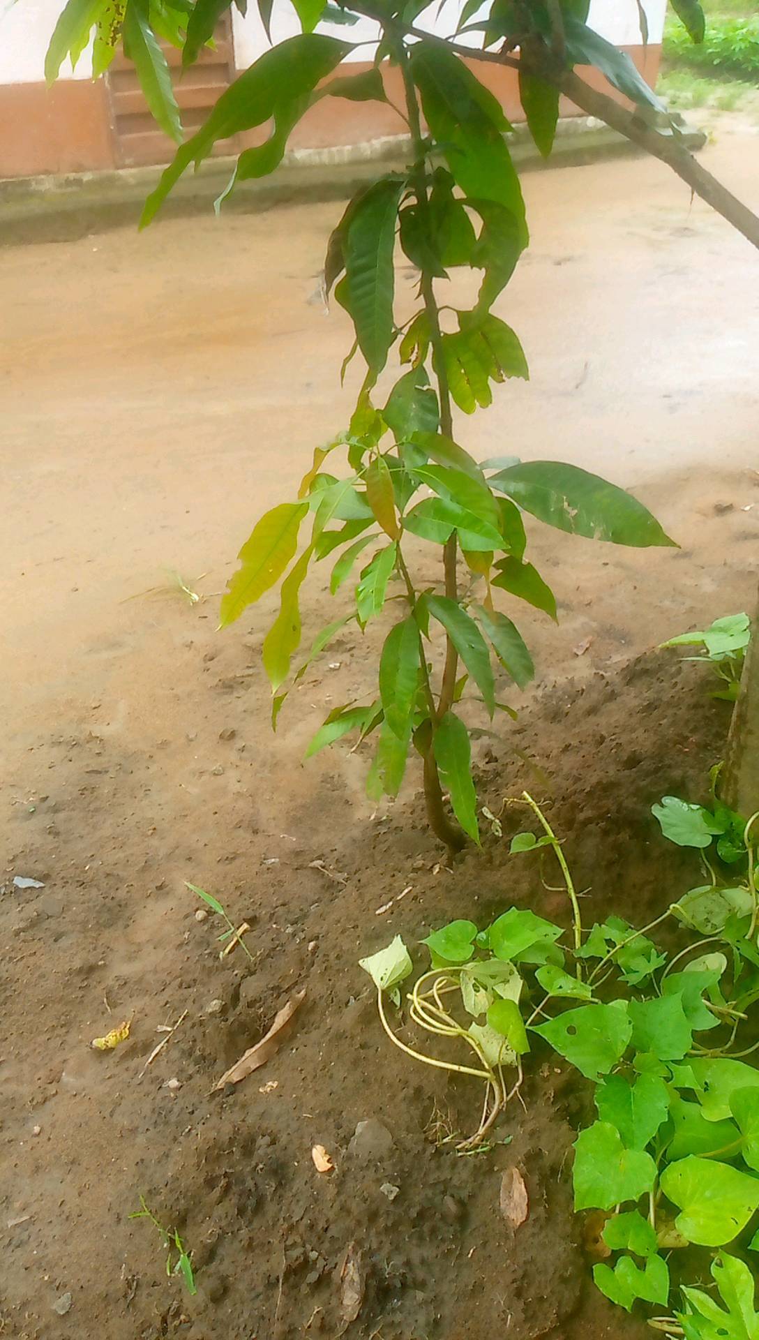 tree
