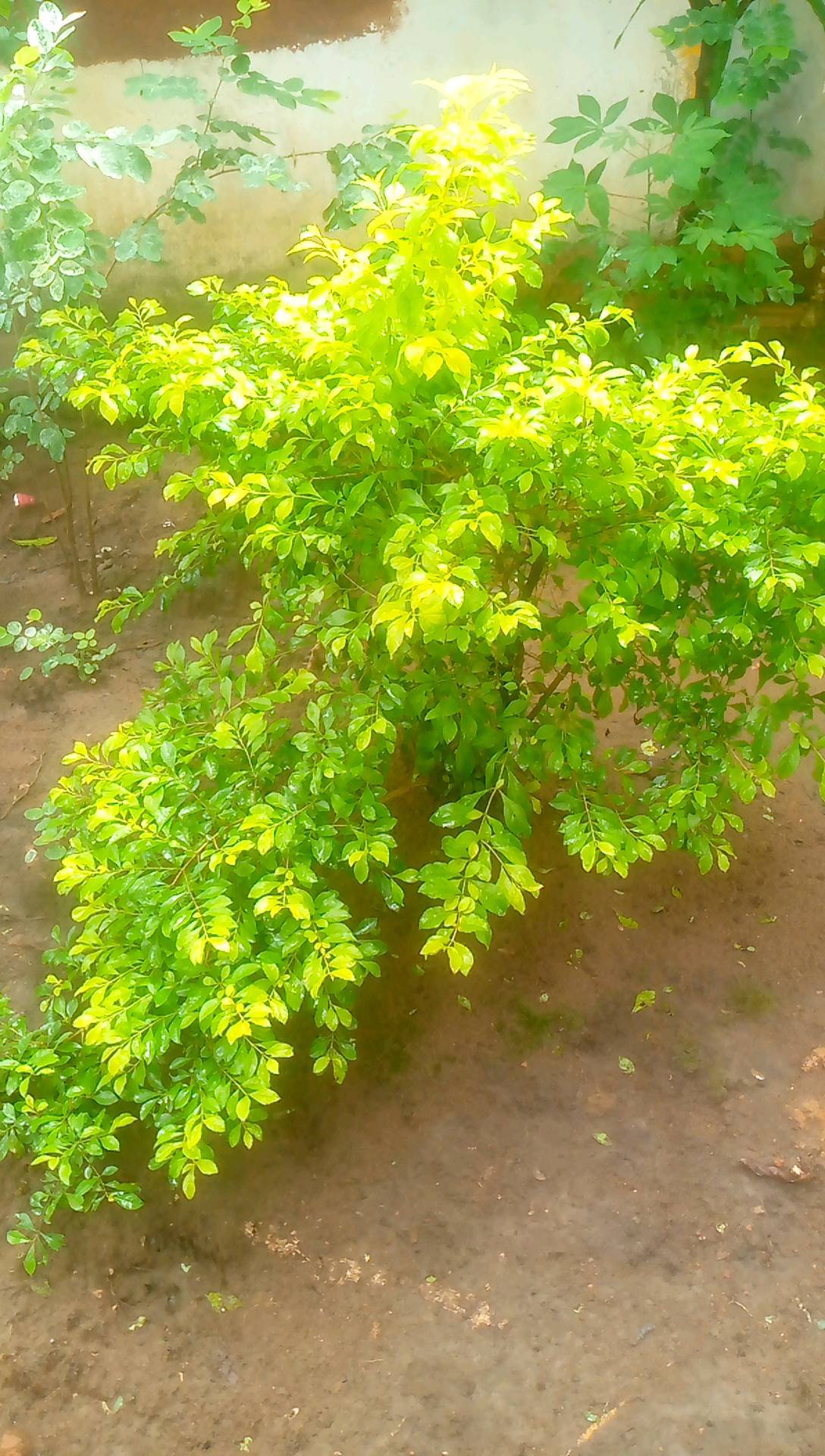 tree
