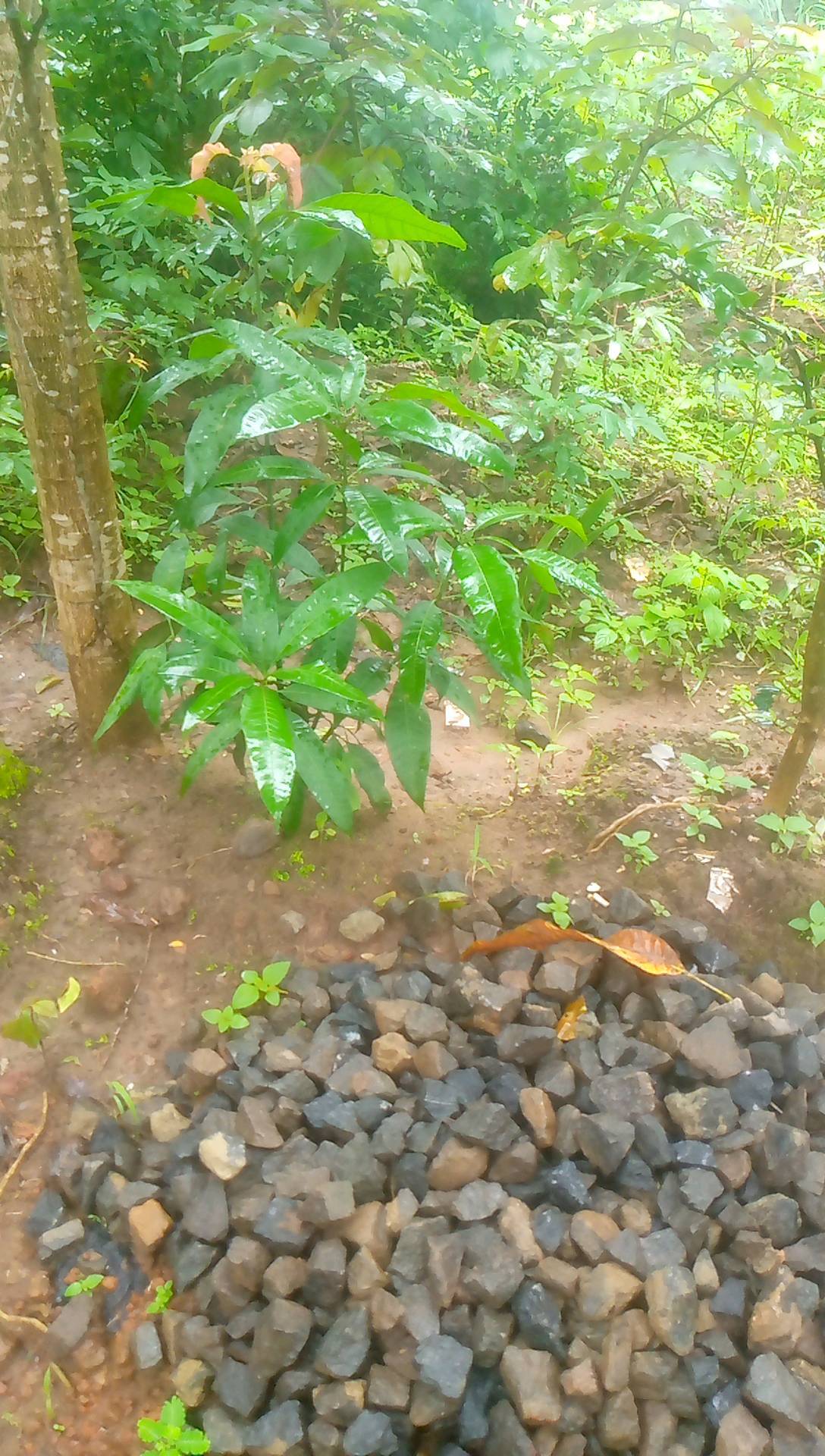 tree