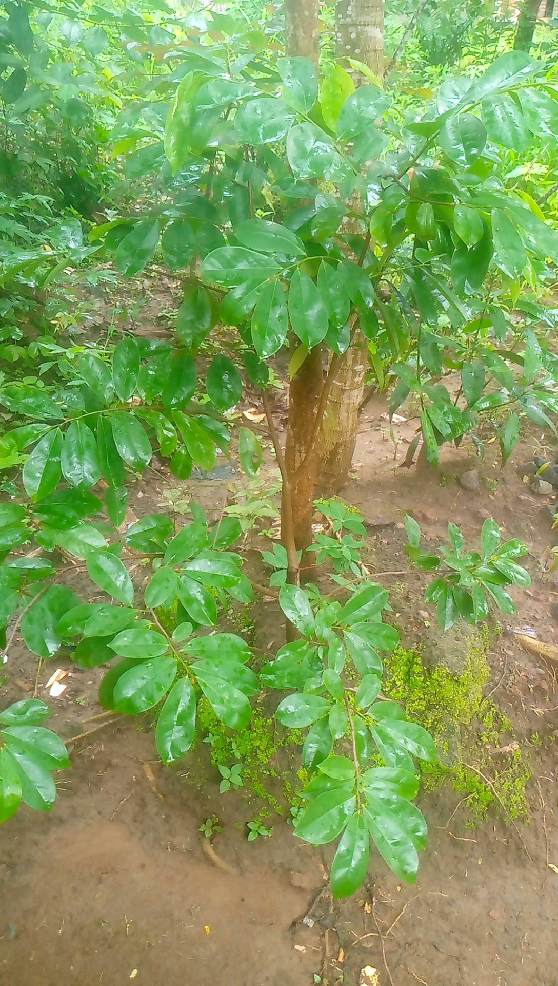 tree