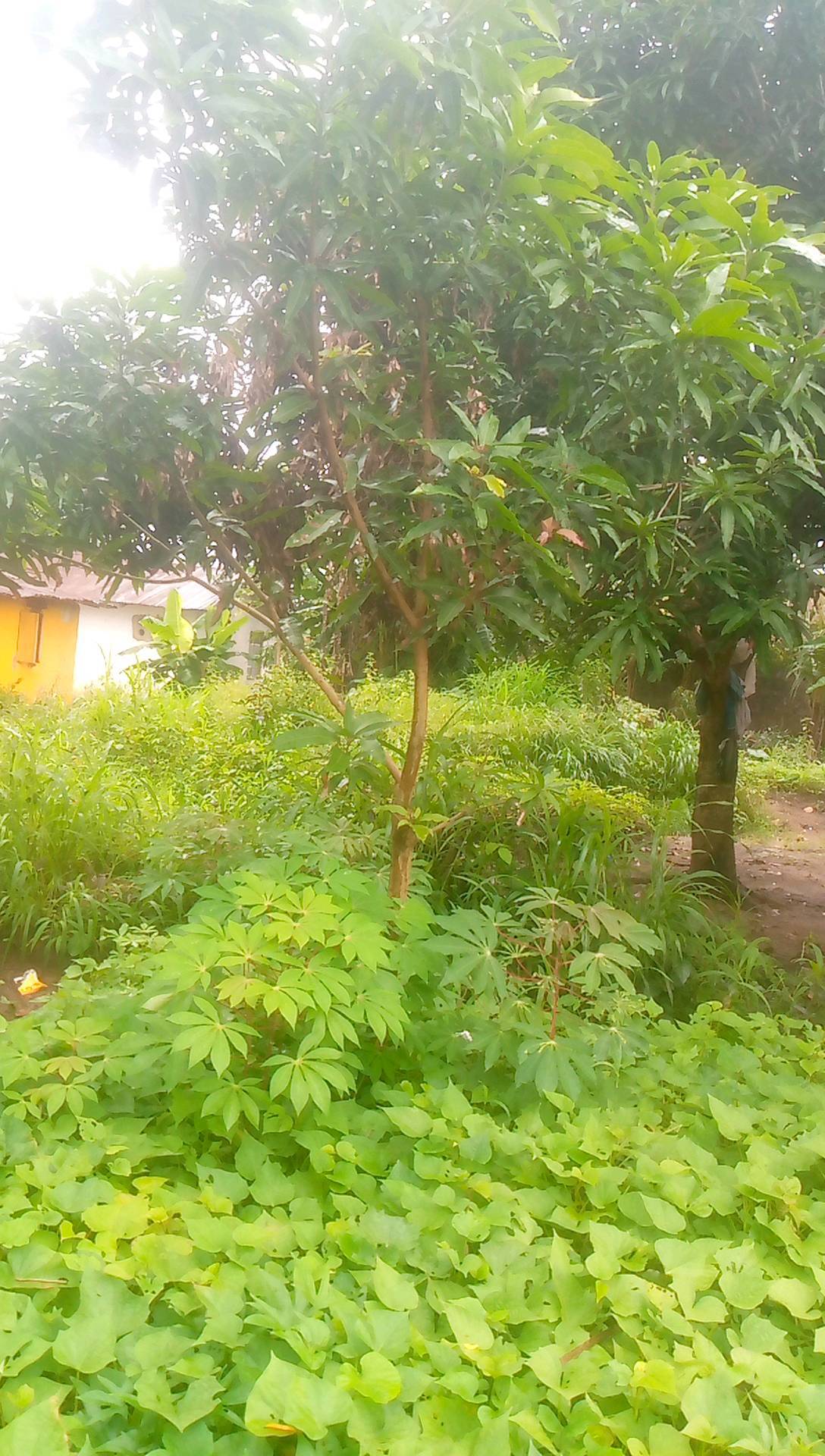 tree
