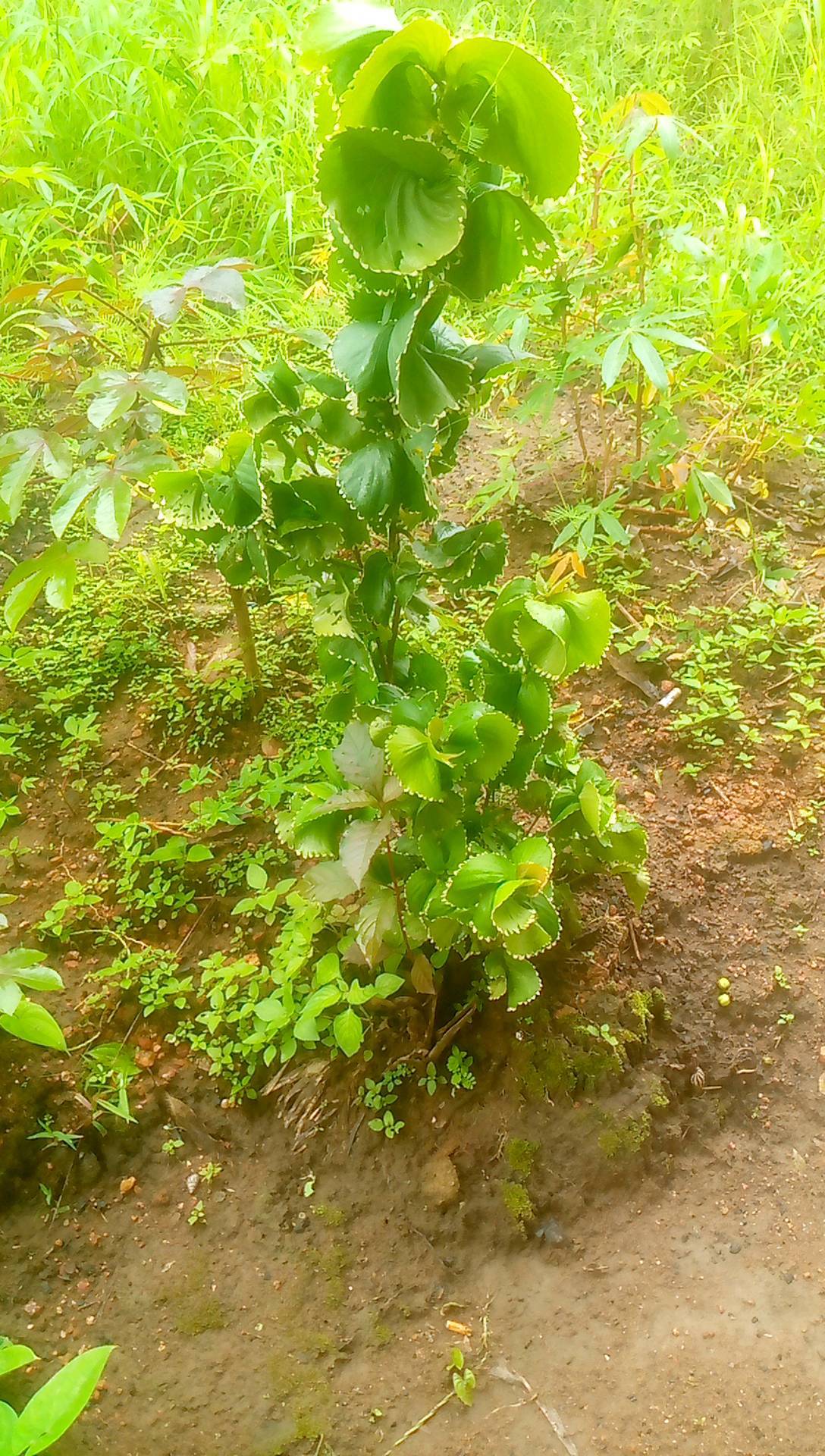 tree