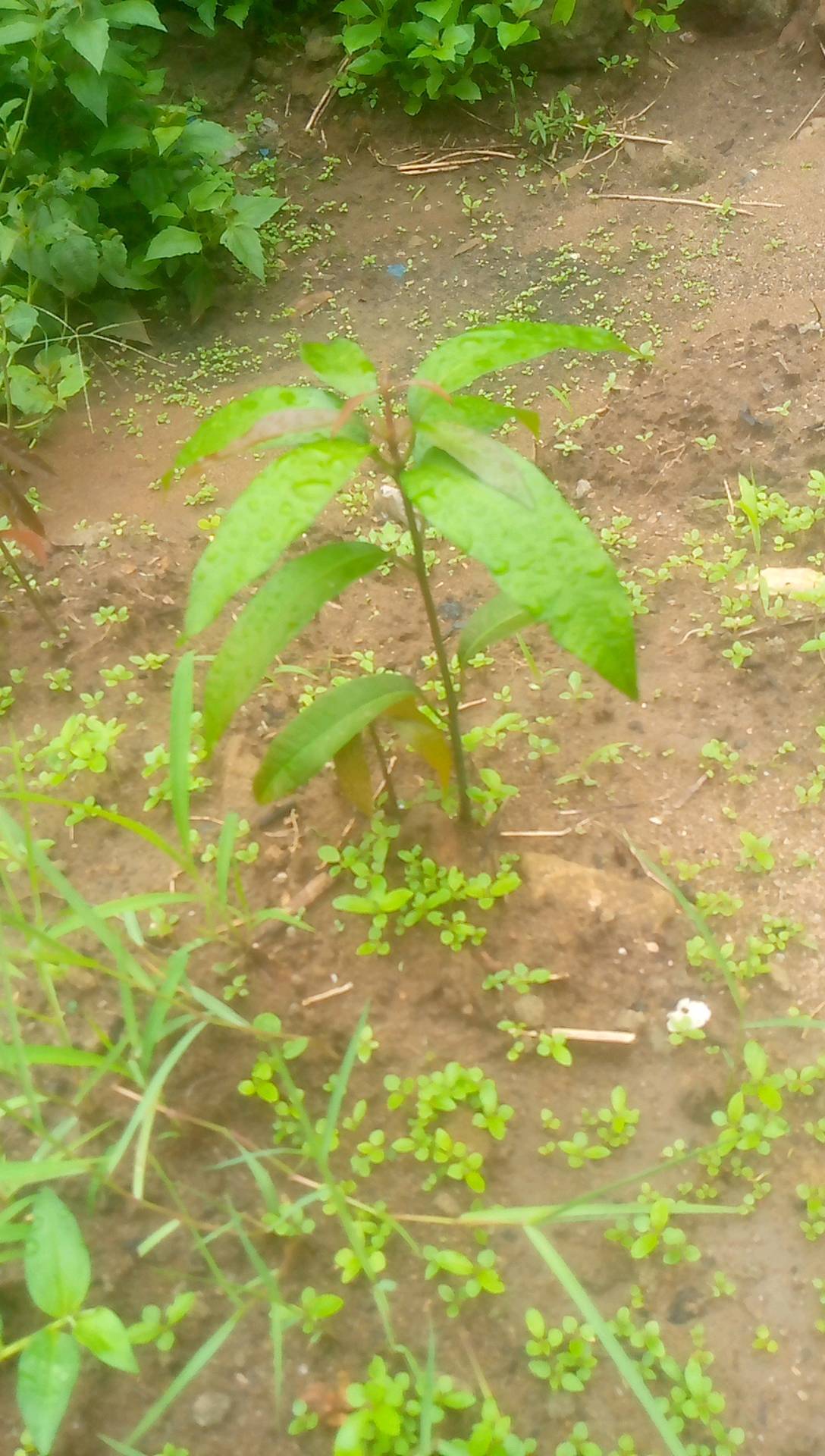 tree