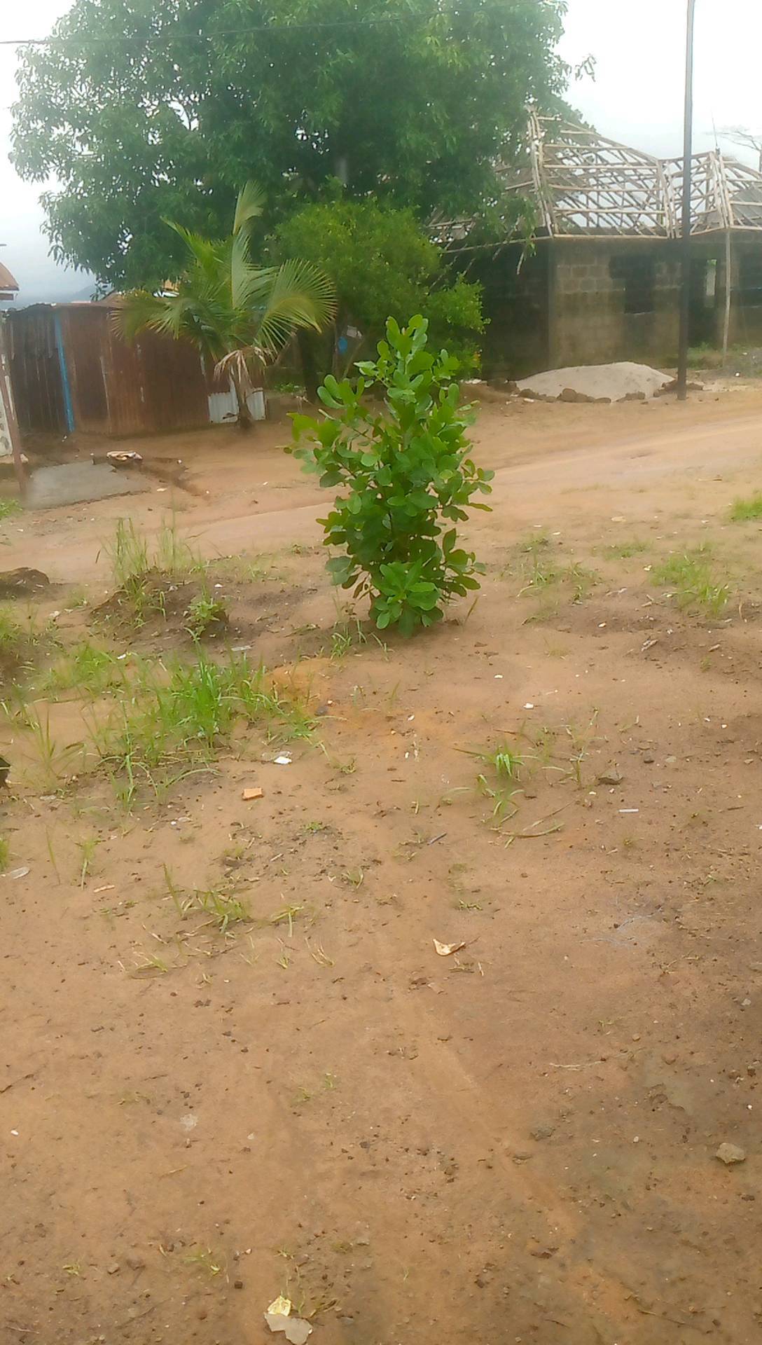 tree