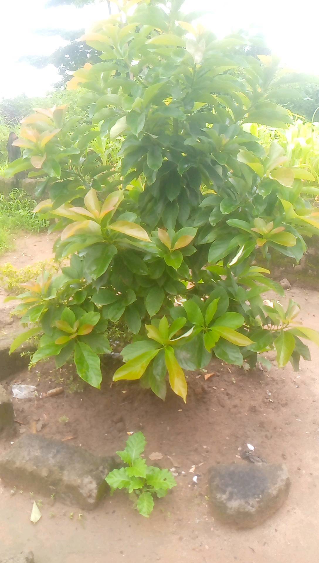tree