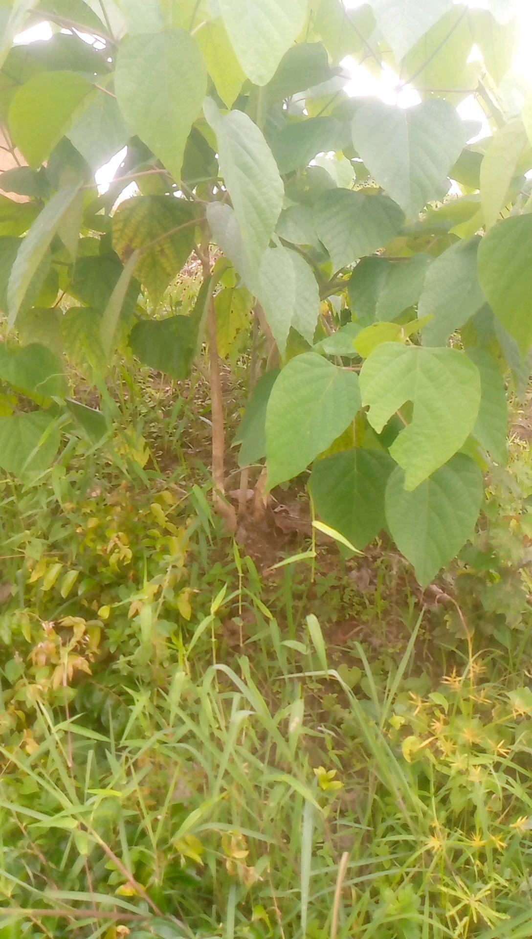 tree