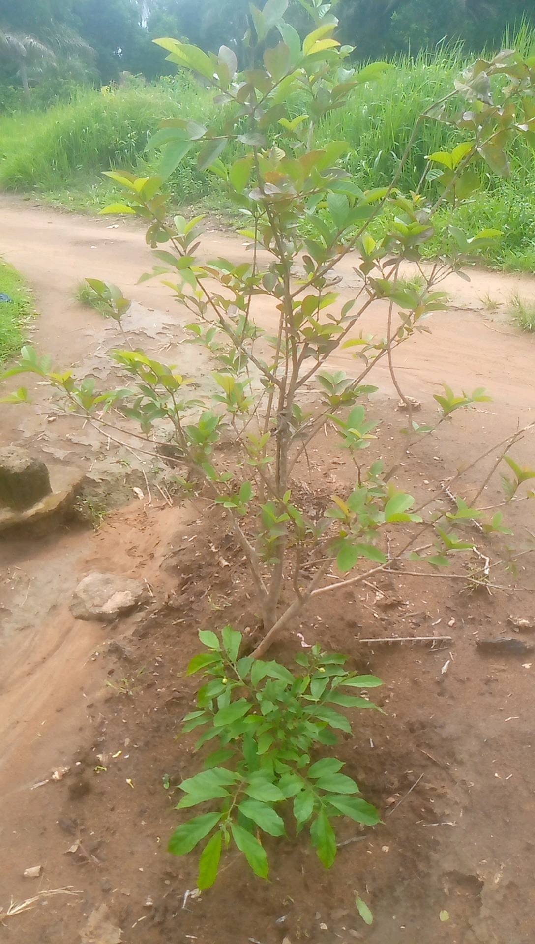 tree