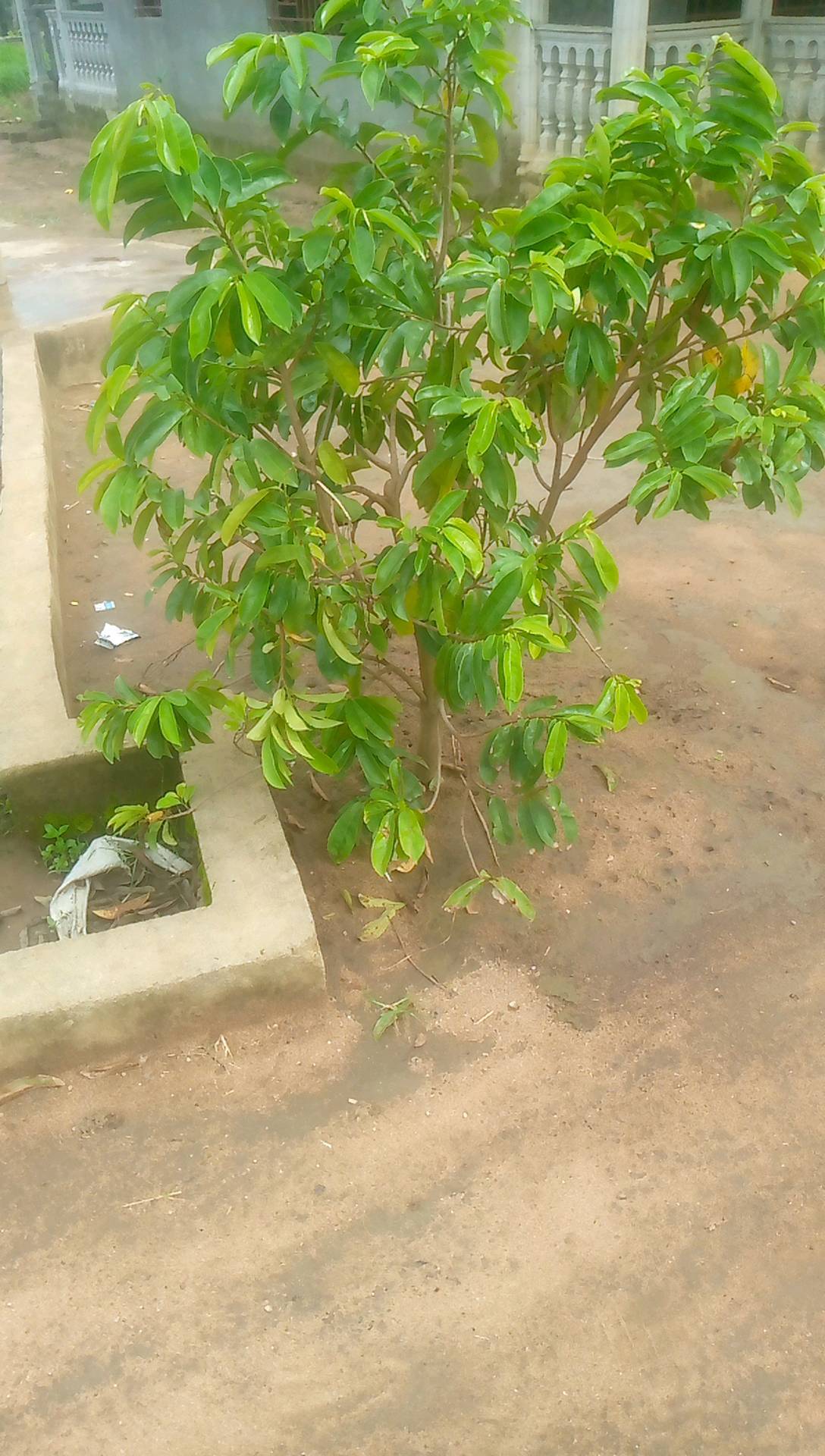 tree