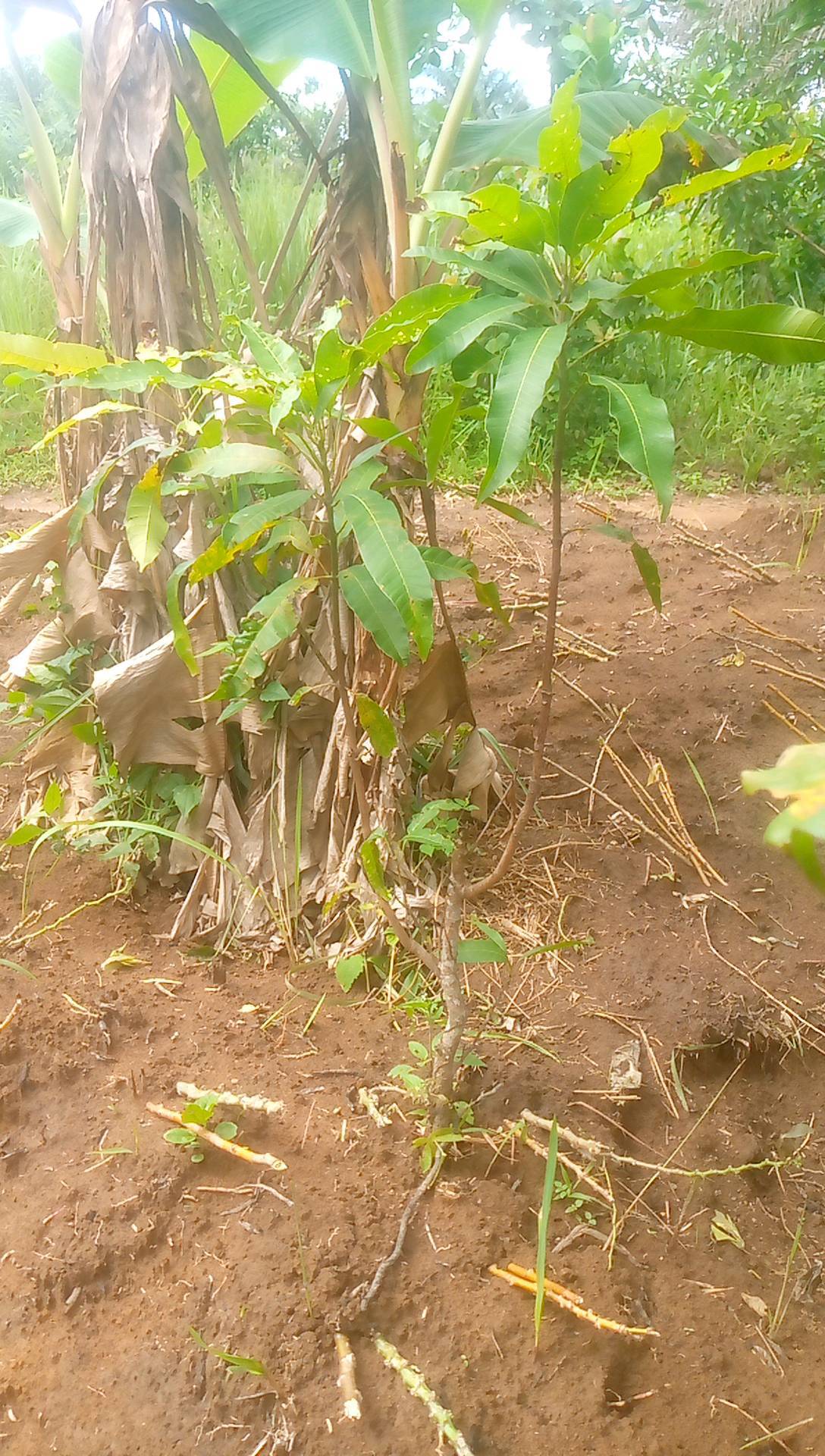 tree