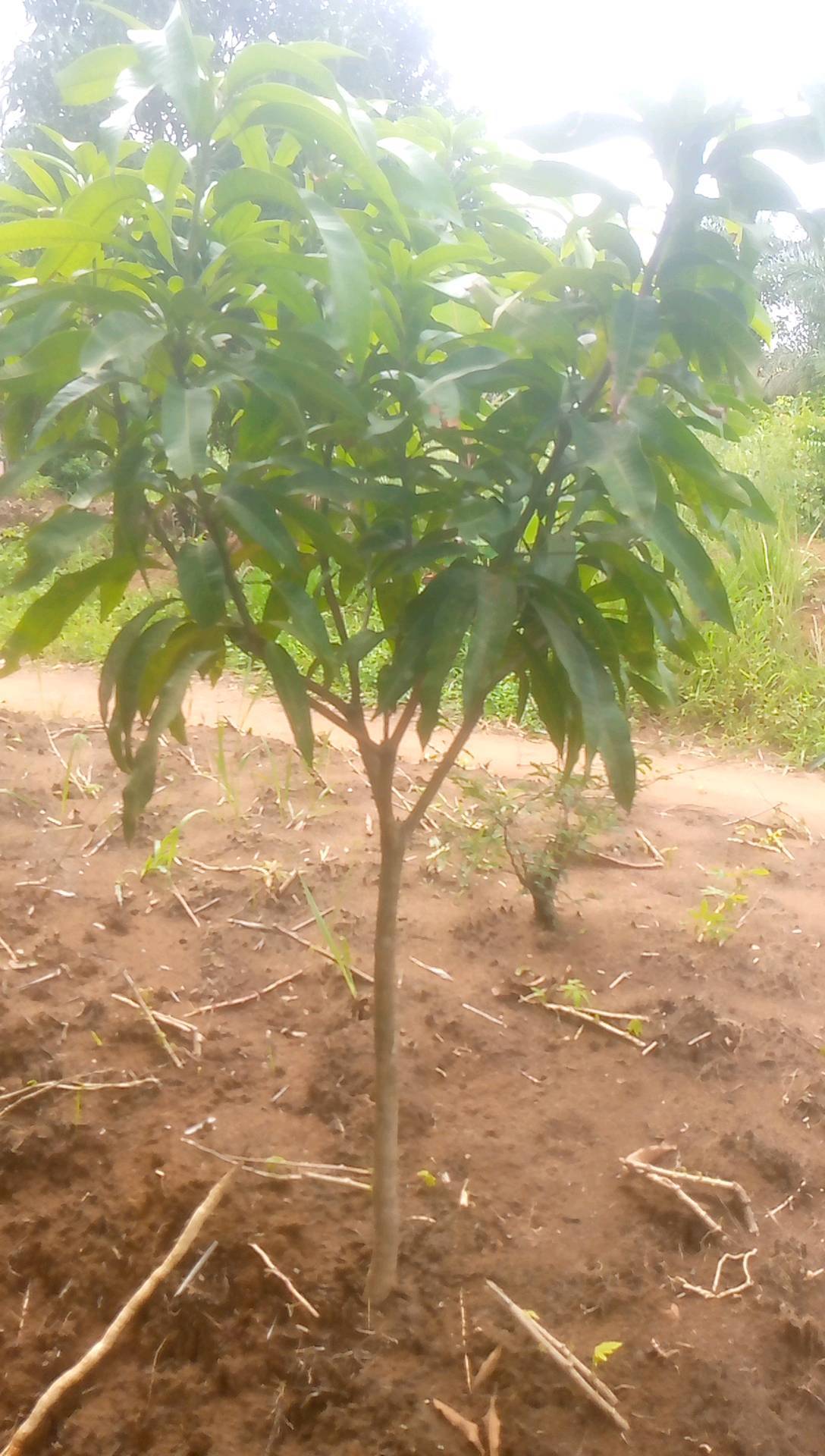 tree