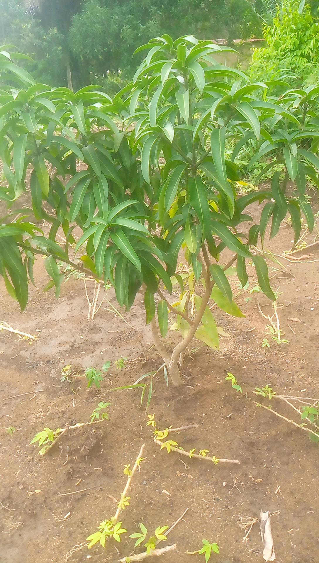 tree