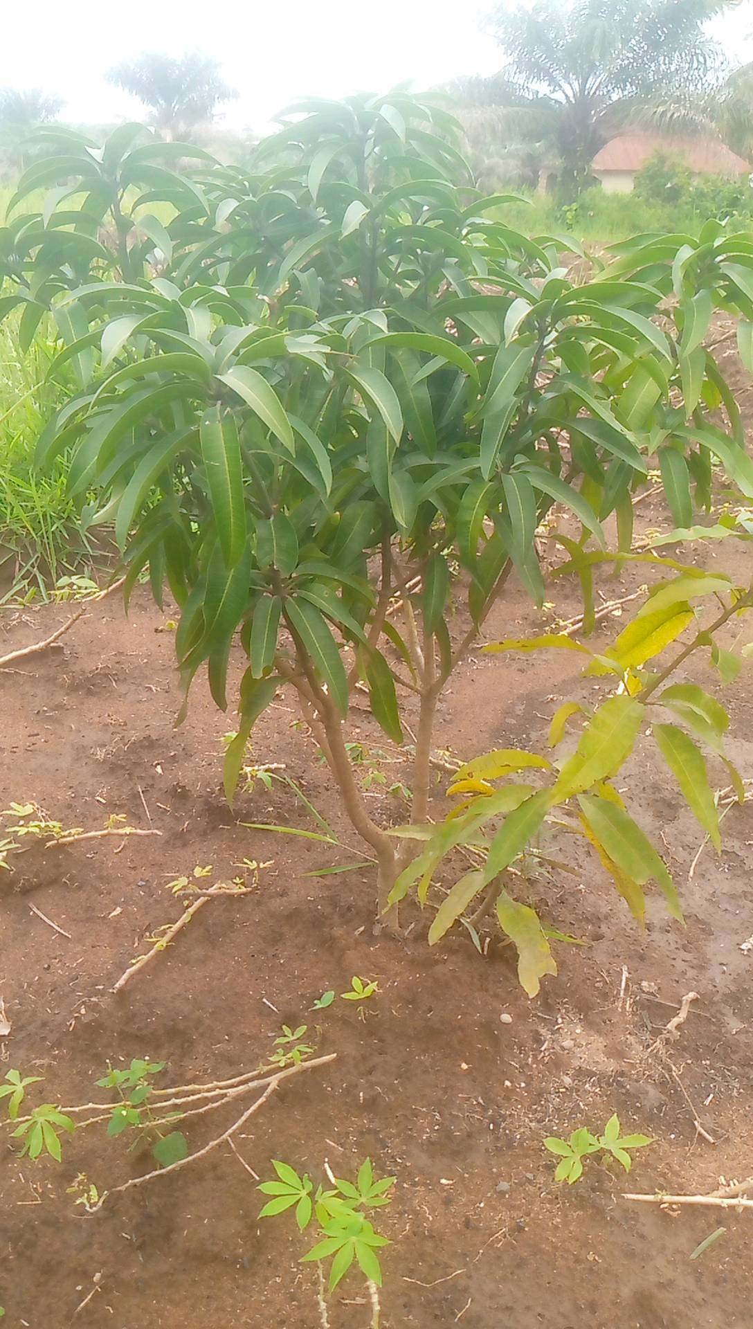 tree