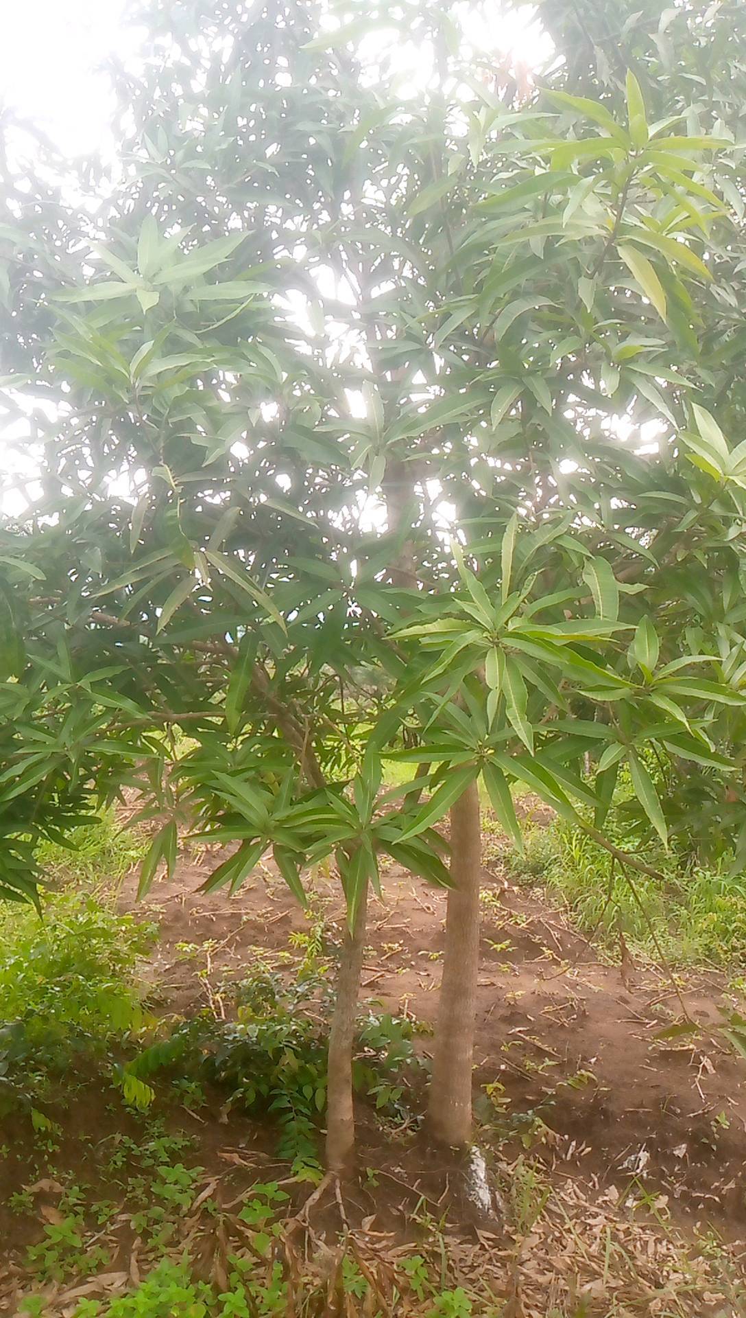 tree