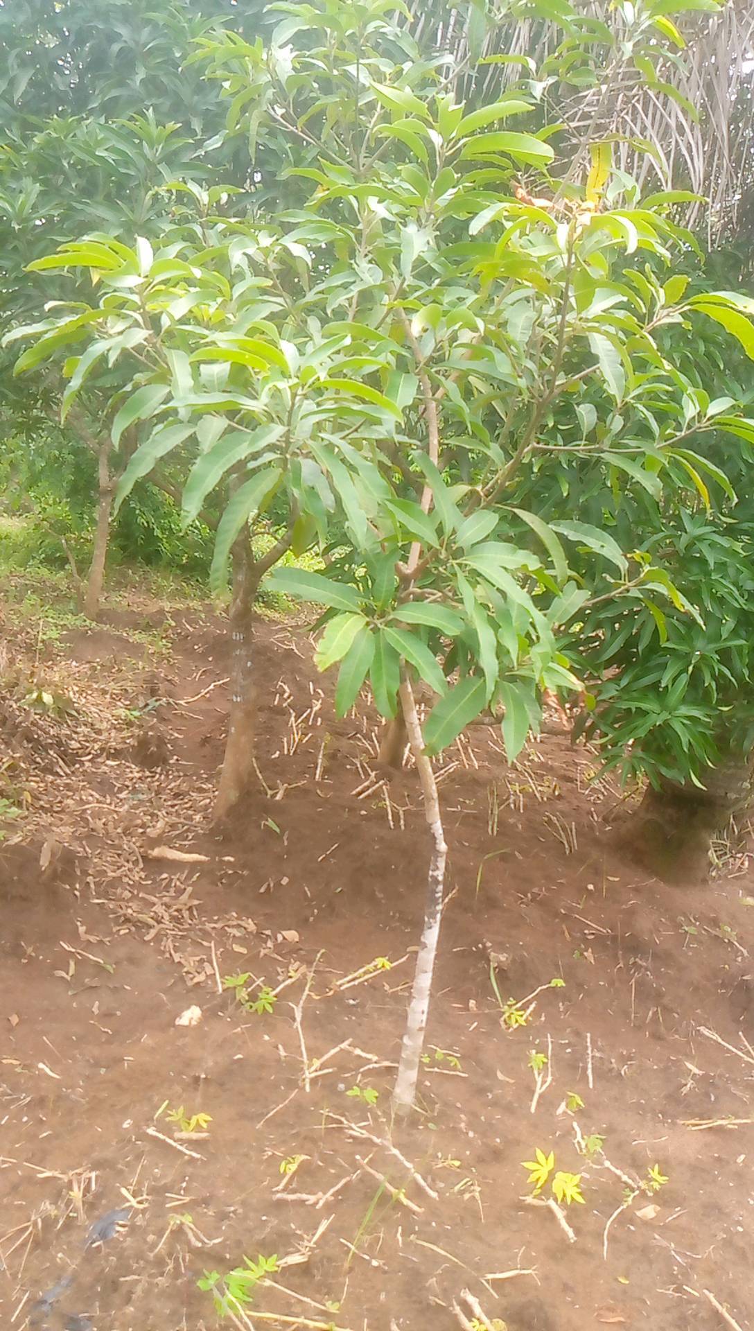 tree