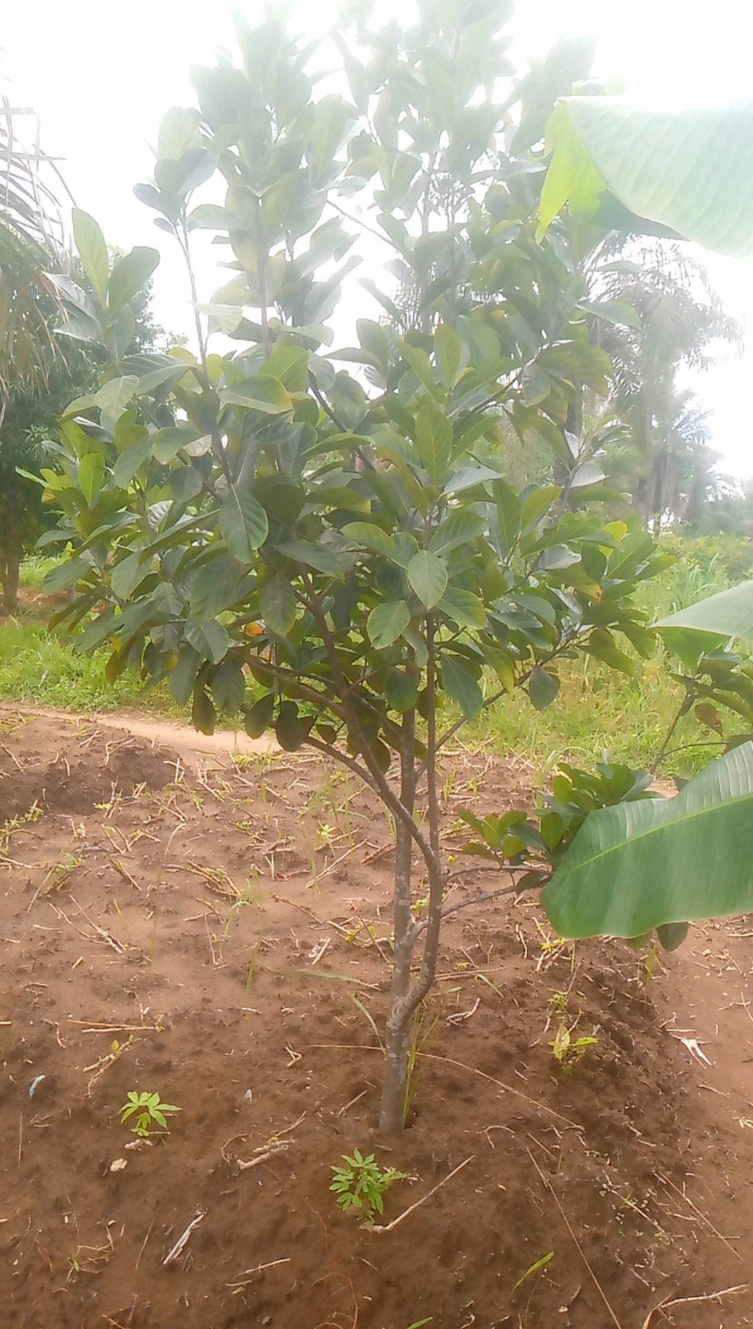 tree