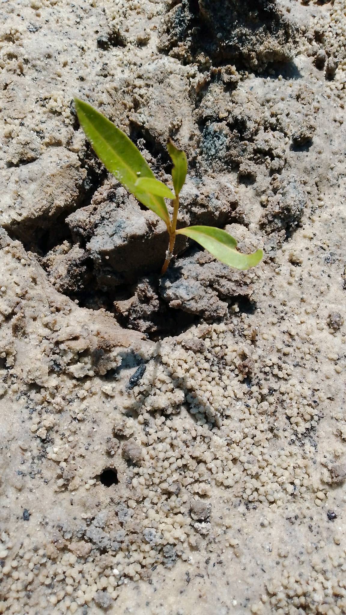 tree