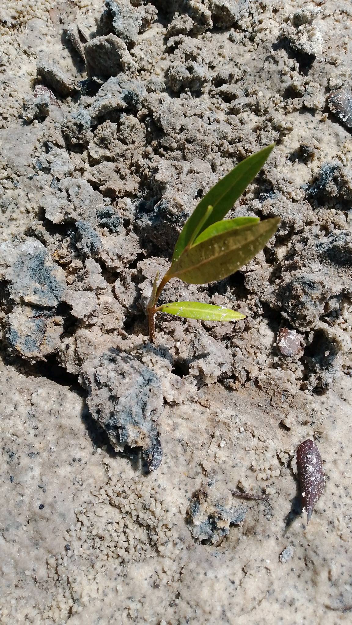 tree