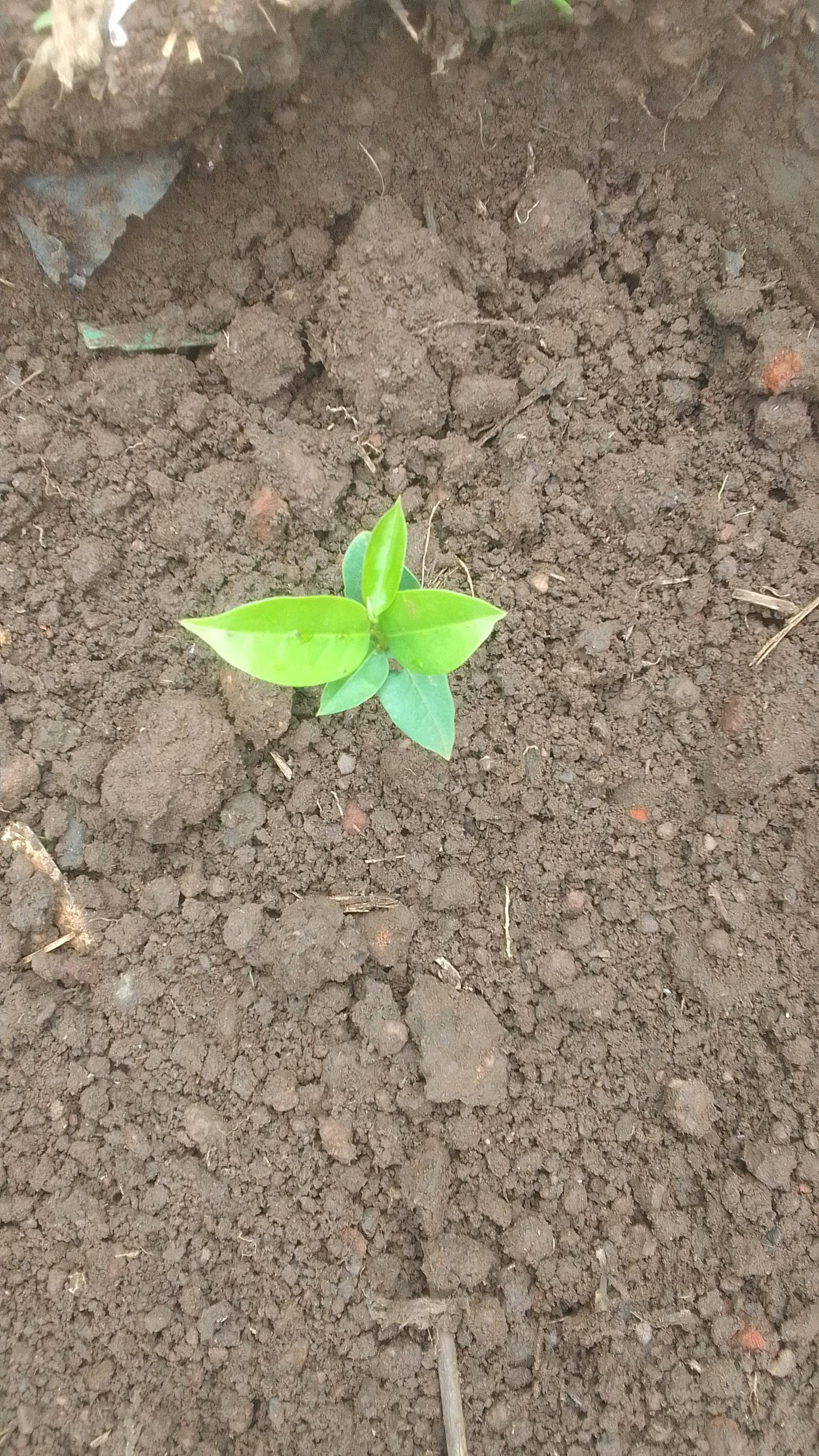 tree